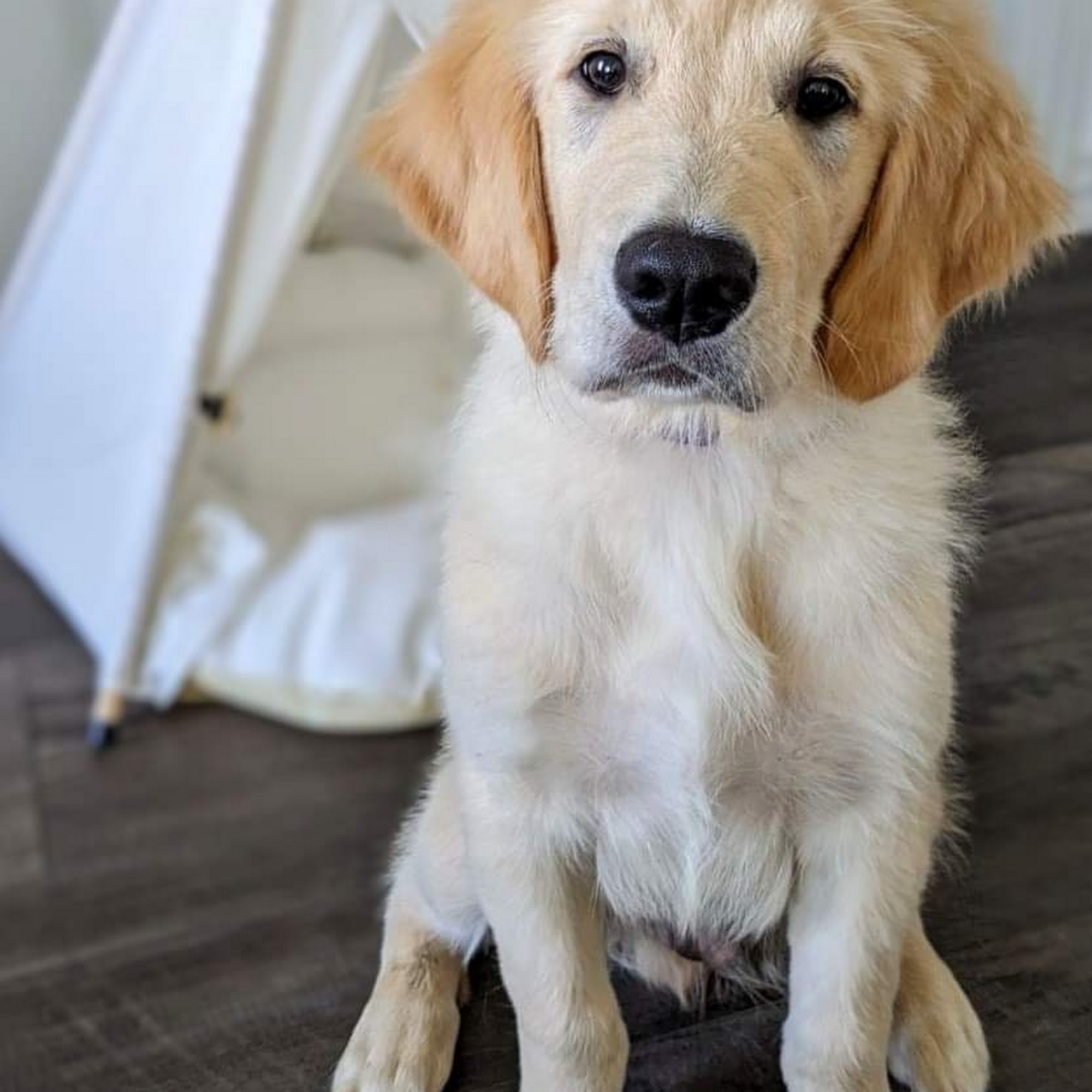 Animal Hospital of Ennis PC Ennis