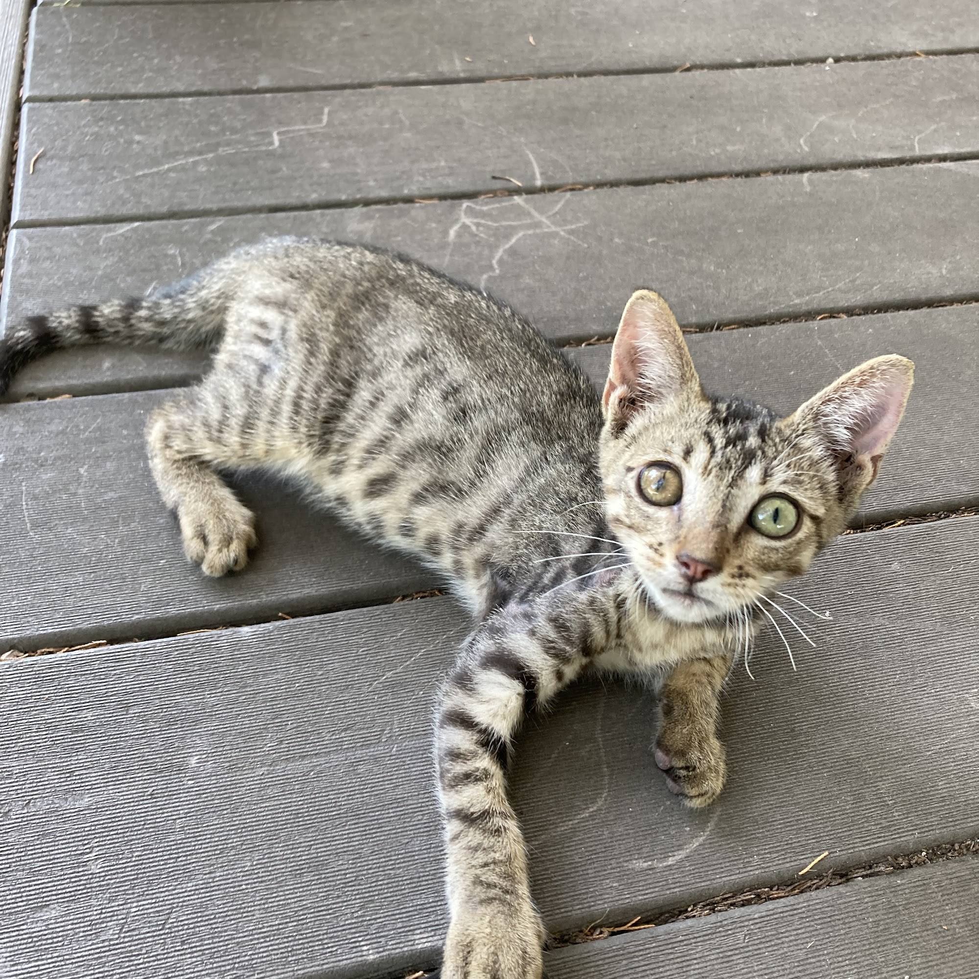 Bluebonnet City Vet Clinic Ennis