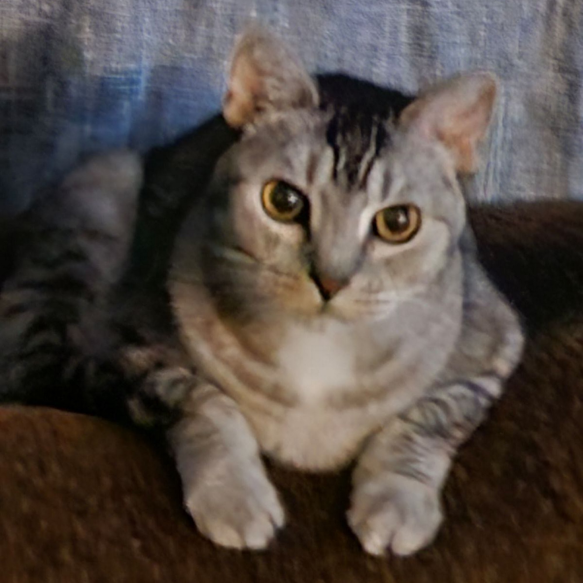 Airport Freeway Animal Emergency Hospital Euless