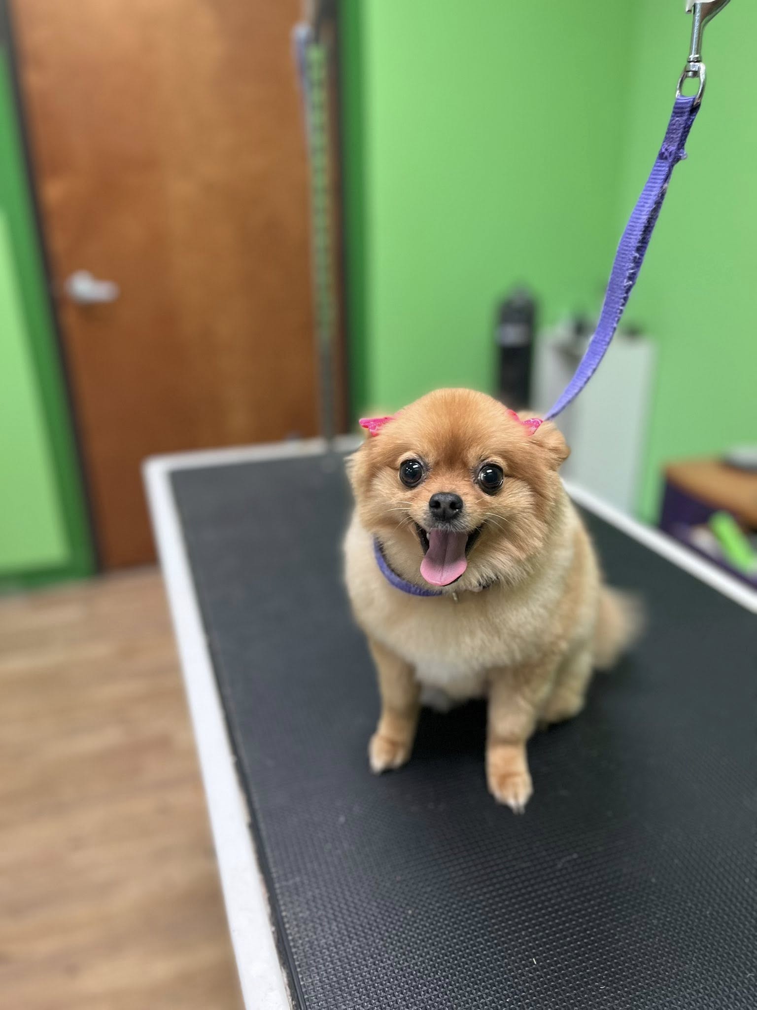 Autumn’s Pampered Paws Euless