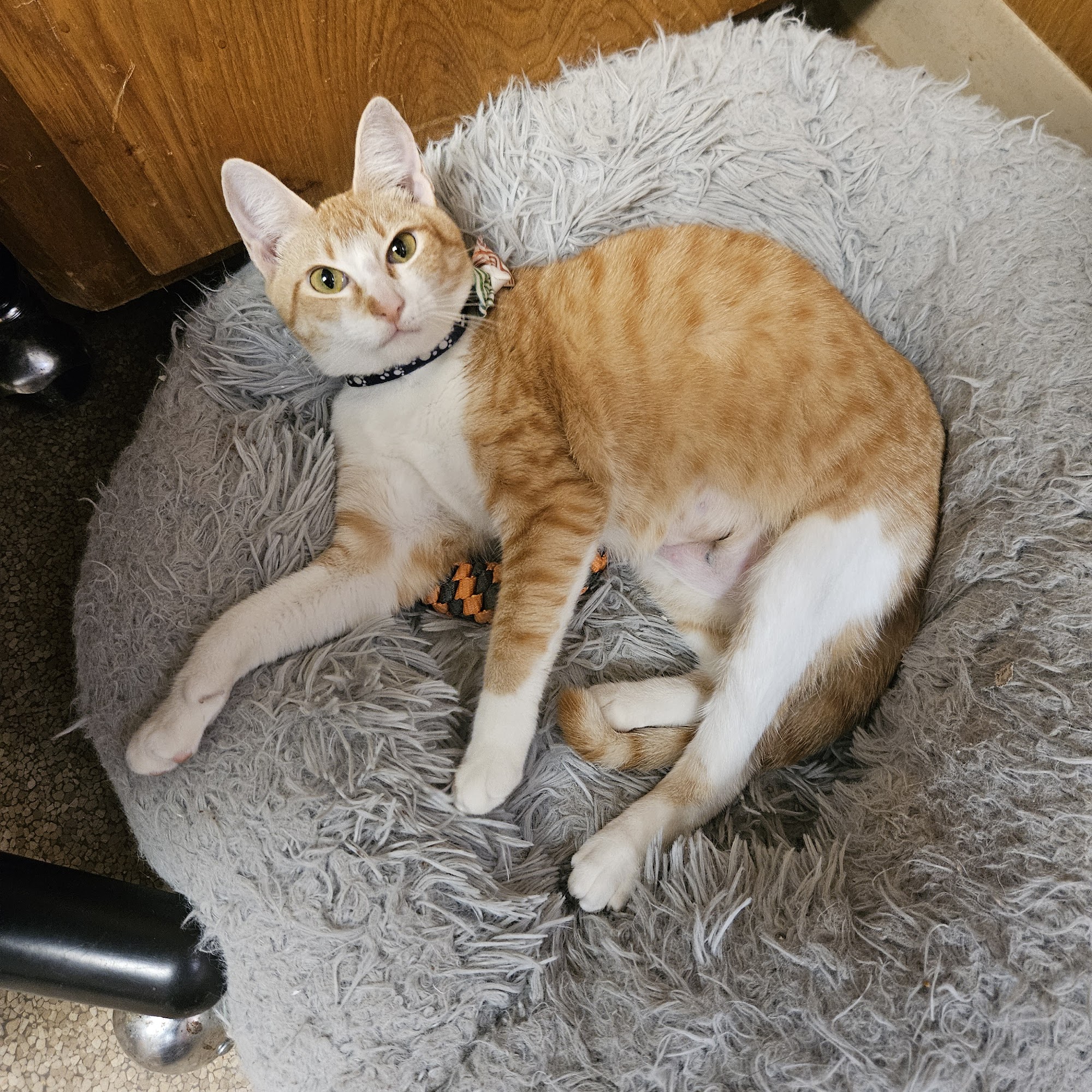 Fairfield Veterinary Hospital Fairfield