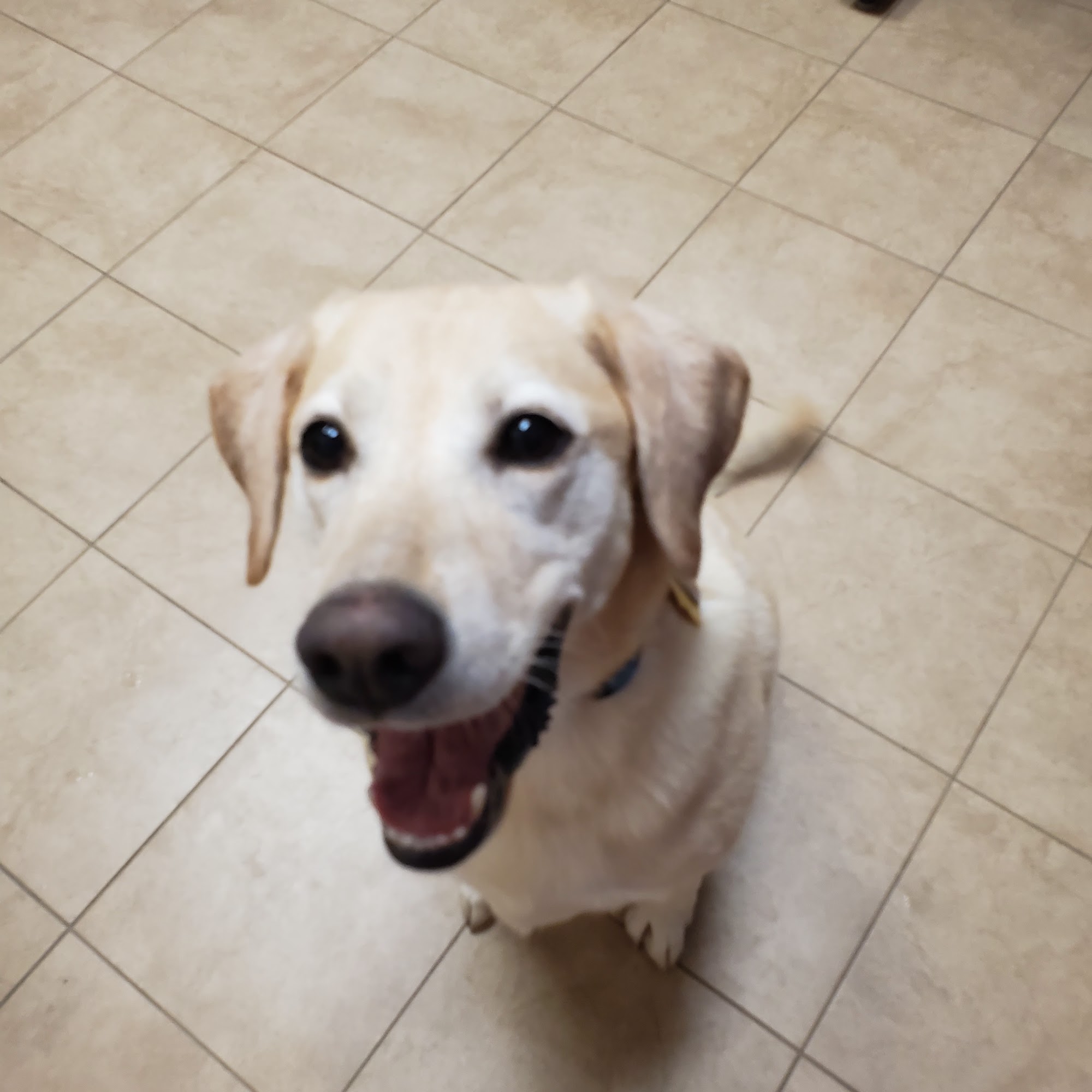 Stacy Road Pet Hospital Fairview