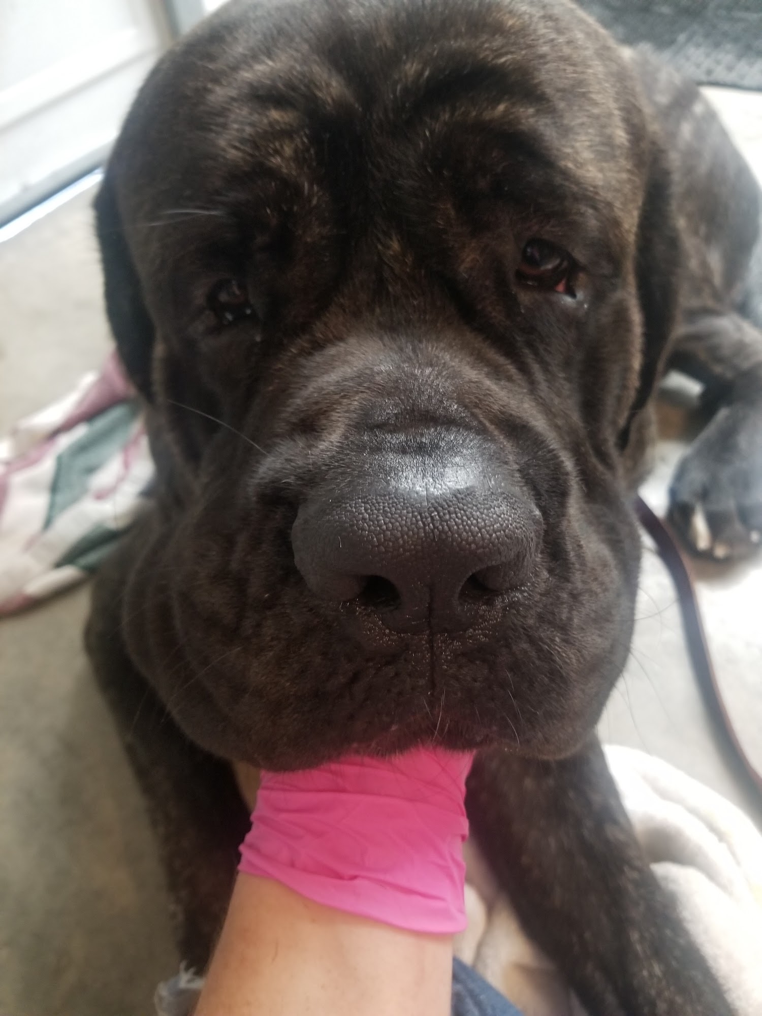 Pet and Pasture Fate