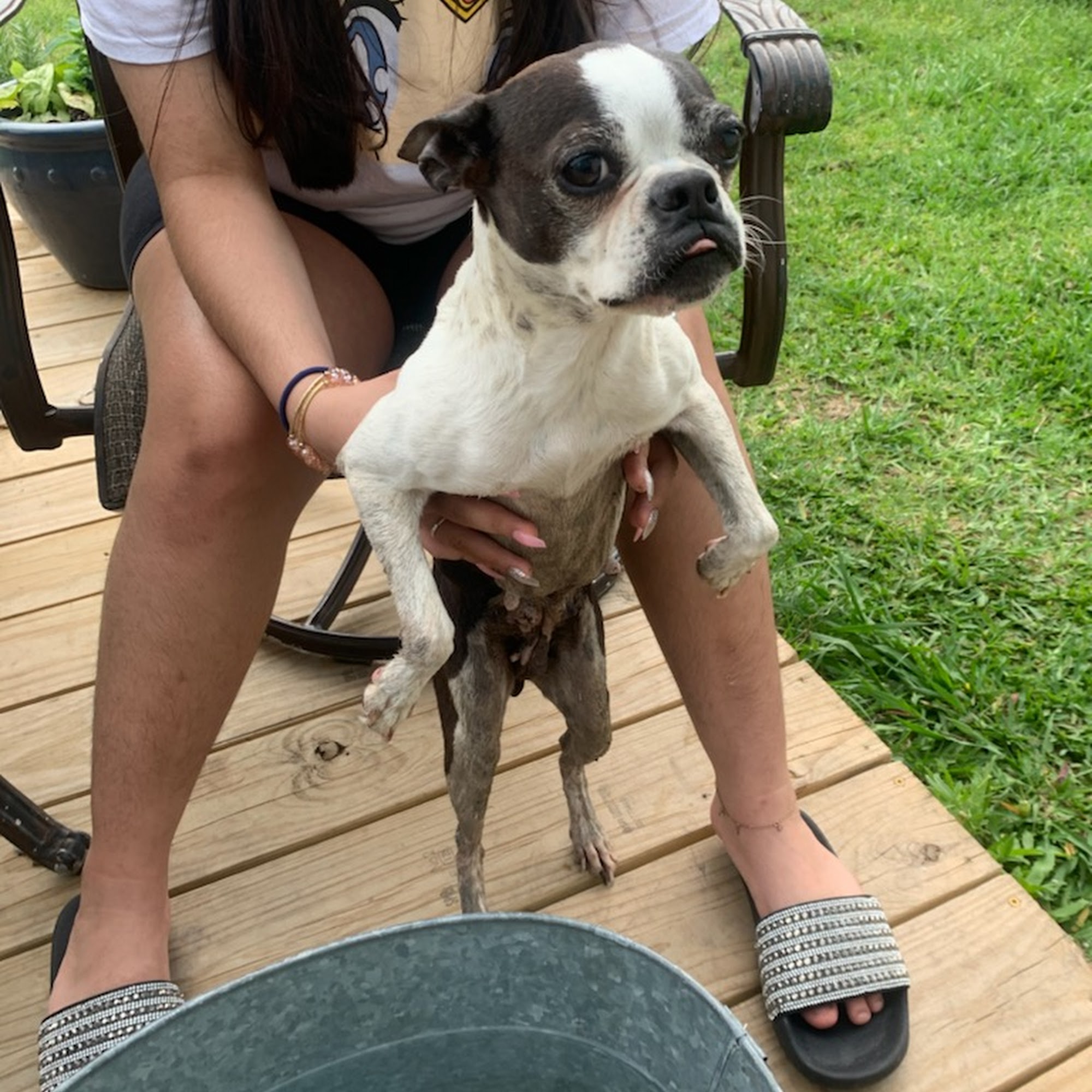 Countryside Veterinarian Clinic Ferris