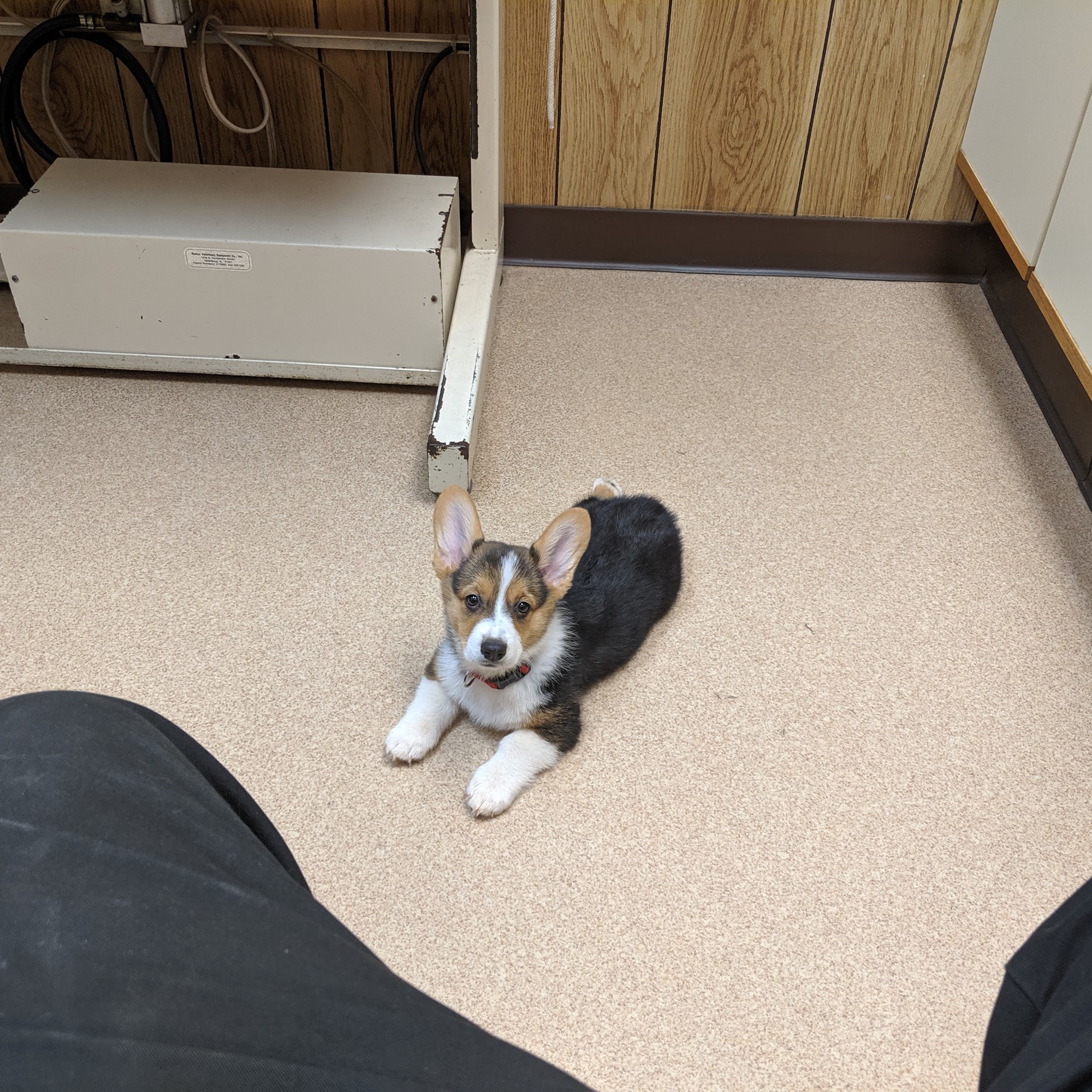 Flint Veterinary Clinic Flint