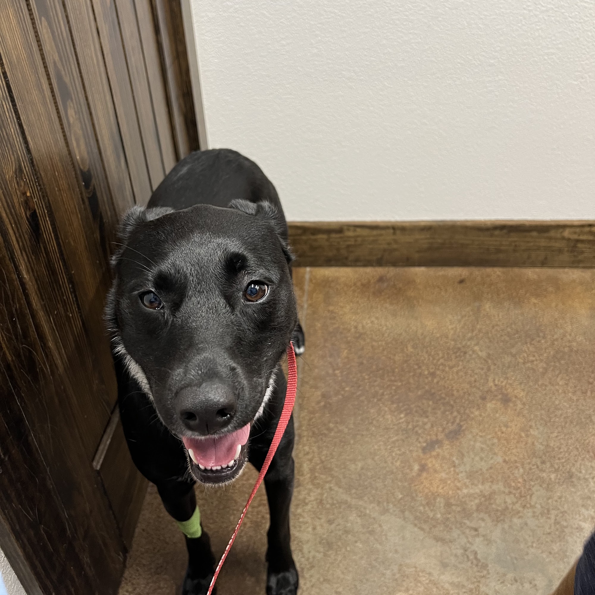 Kingdom Veterinary Clinic Flint