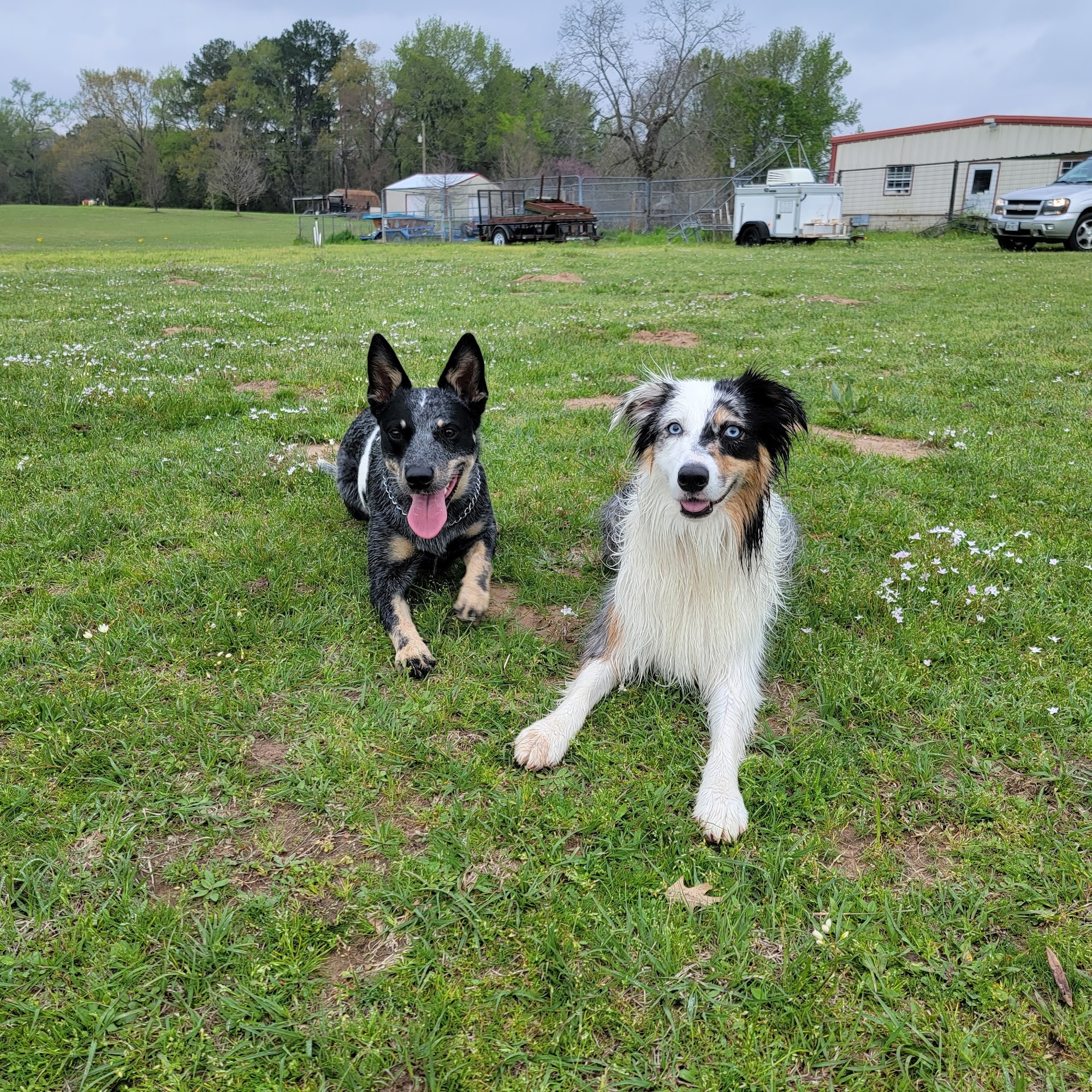 A Dog House In Flint, Tx Flint