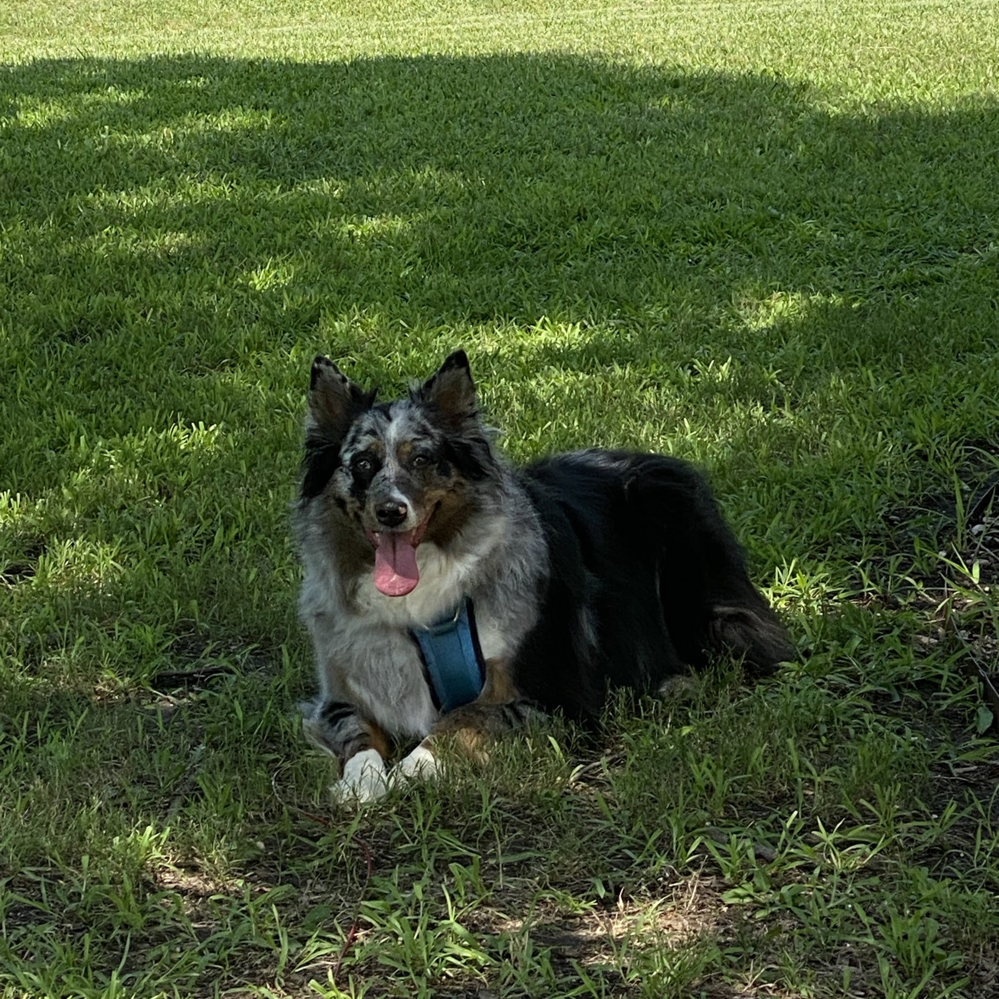 Flower Mound Veterinary Hospital Flower Mound