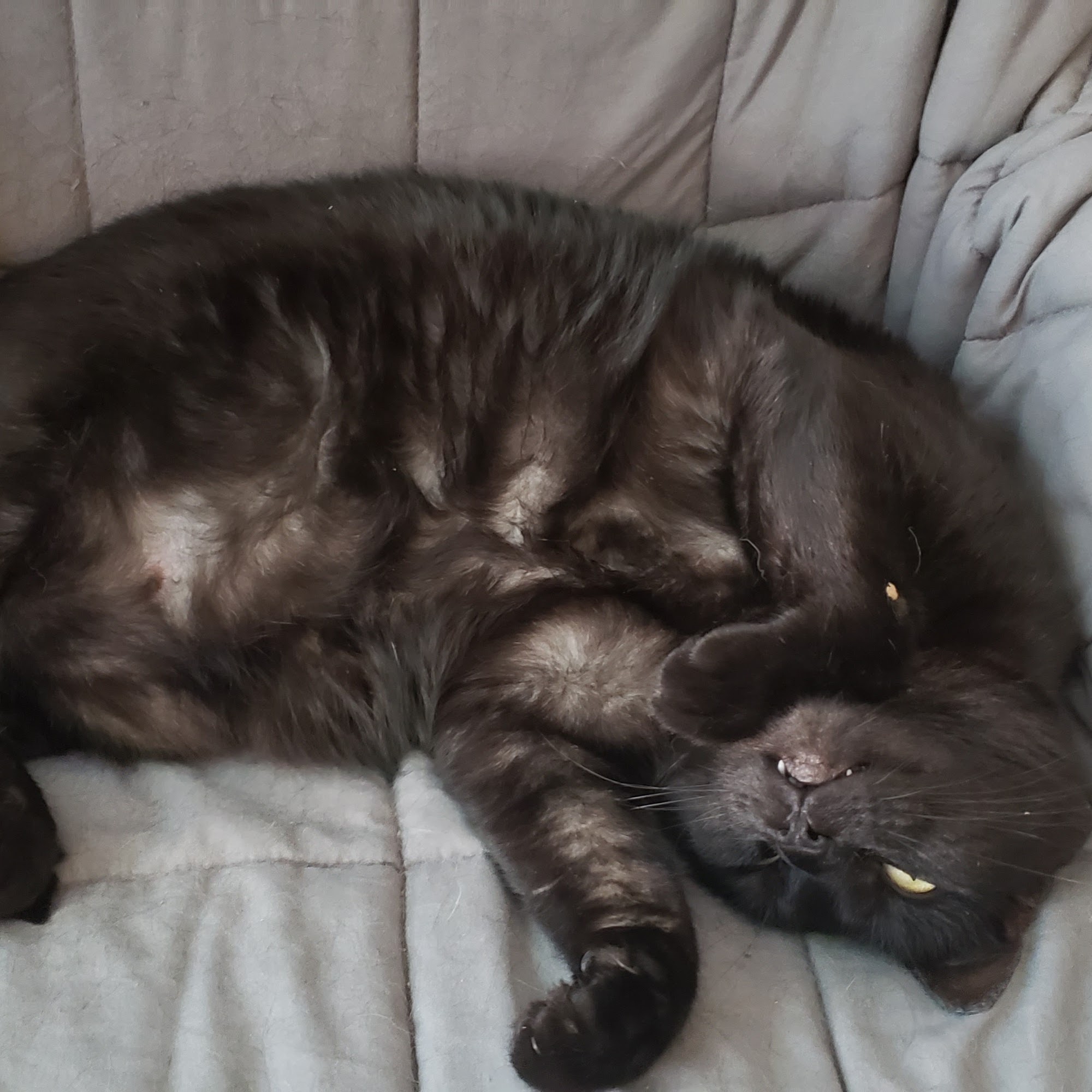 South Flower Mound Animal Hospital Flower Mound