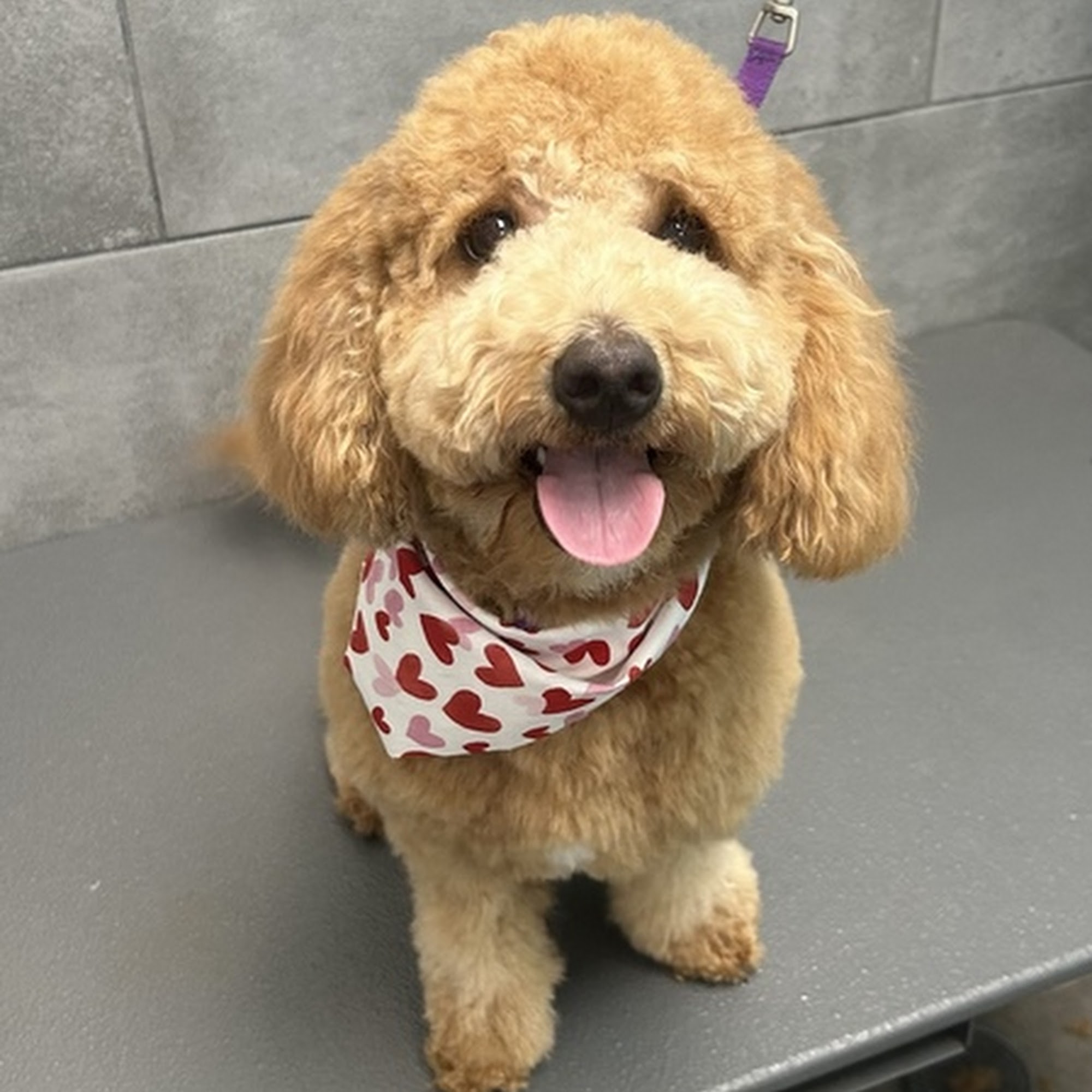 Petbar Flower Mound Flower Mound