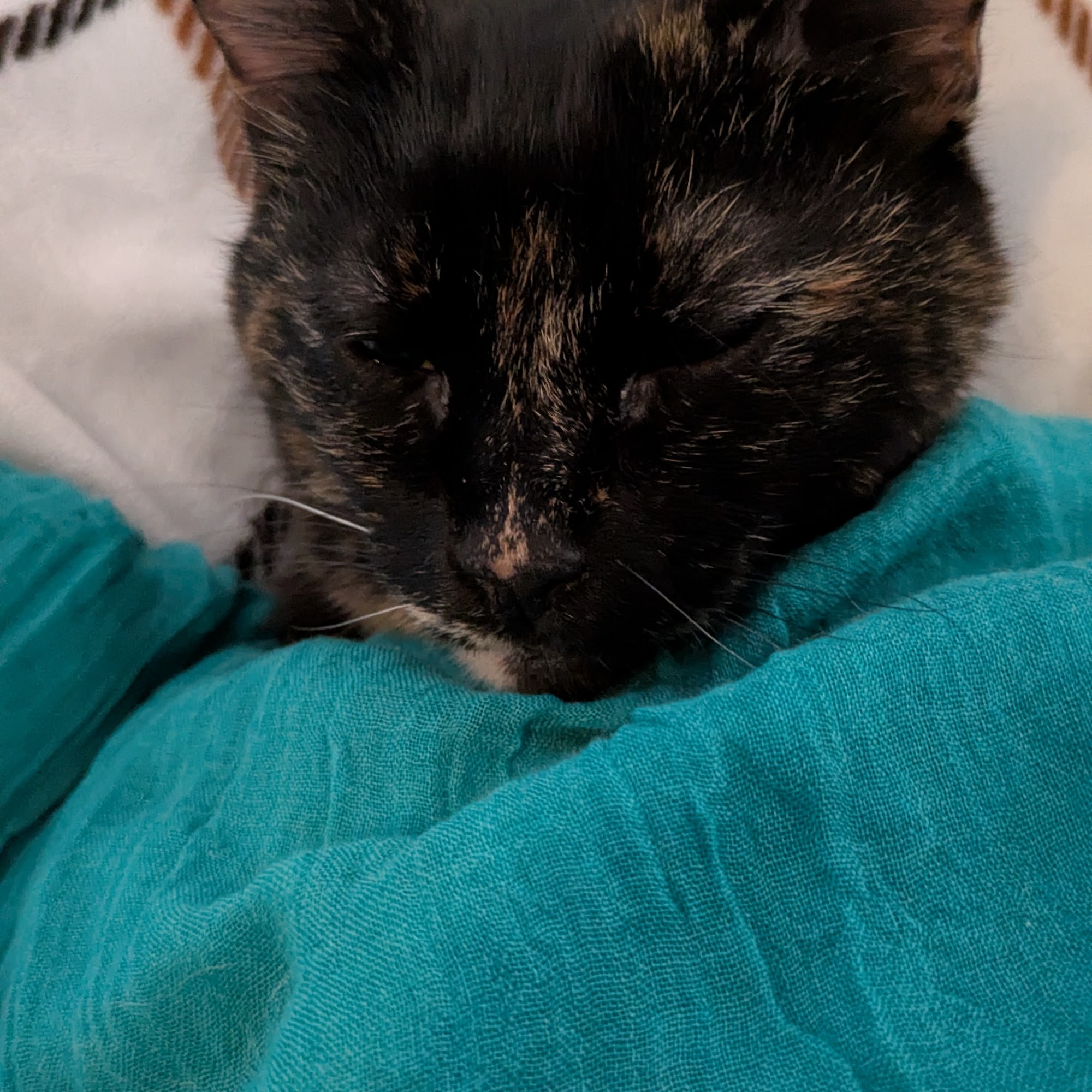 Flower Mound Veterinary Emergency & Specialty Center Flower Mound