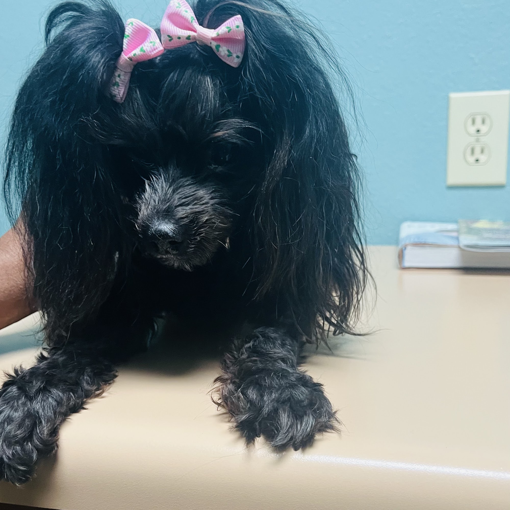 Animal Clinic of Forest Hill Forest Hill