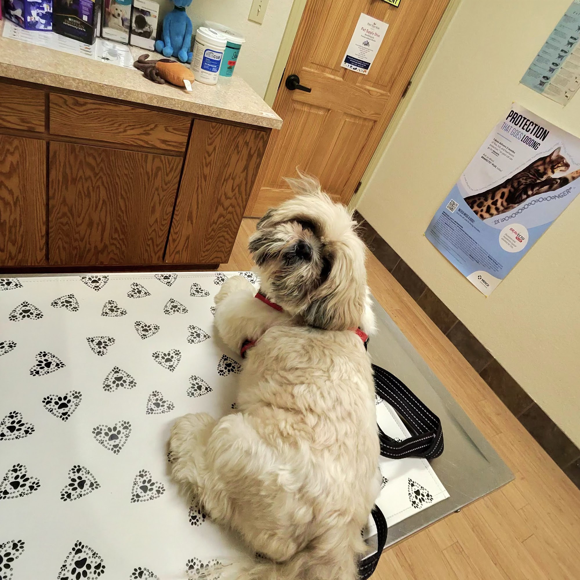 Companion Animal Care Clinic Forney