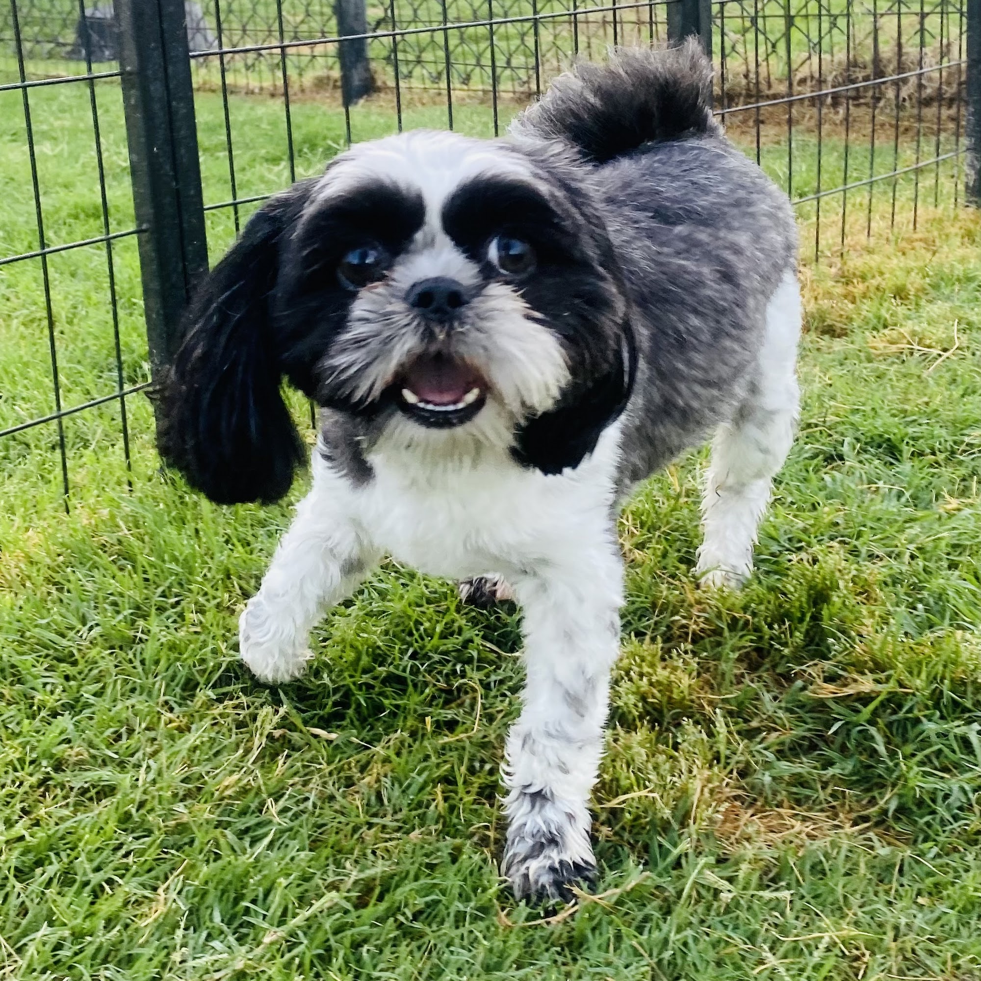 Stone Creek Veterinary Hospital Forney