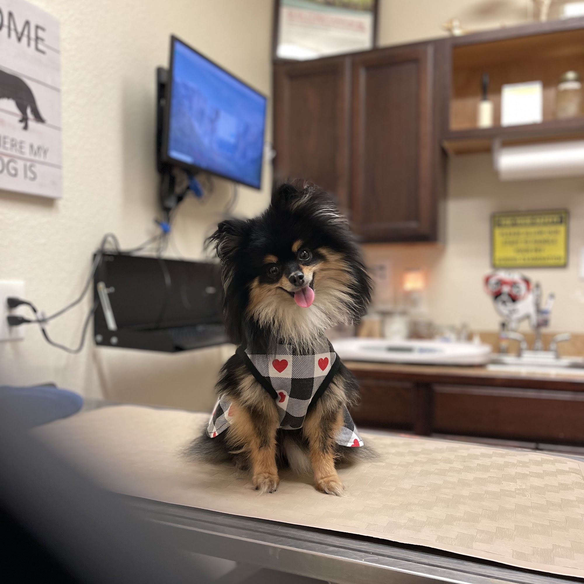 Animal Medical Center of Forney, A Thrive Pet Healthcare Partner Forney