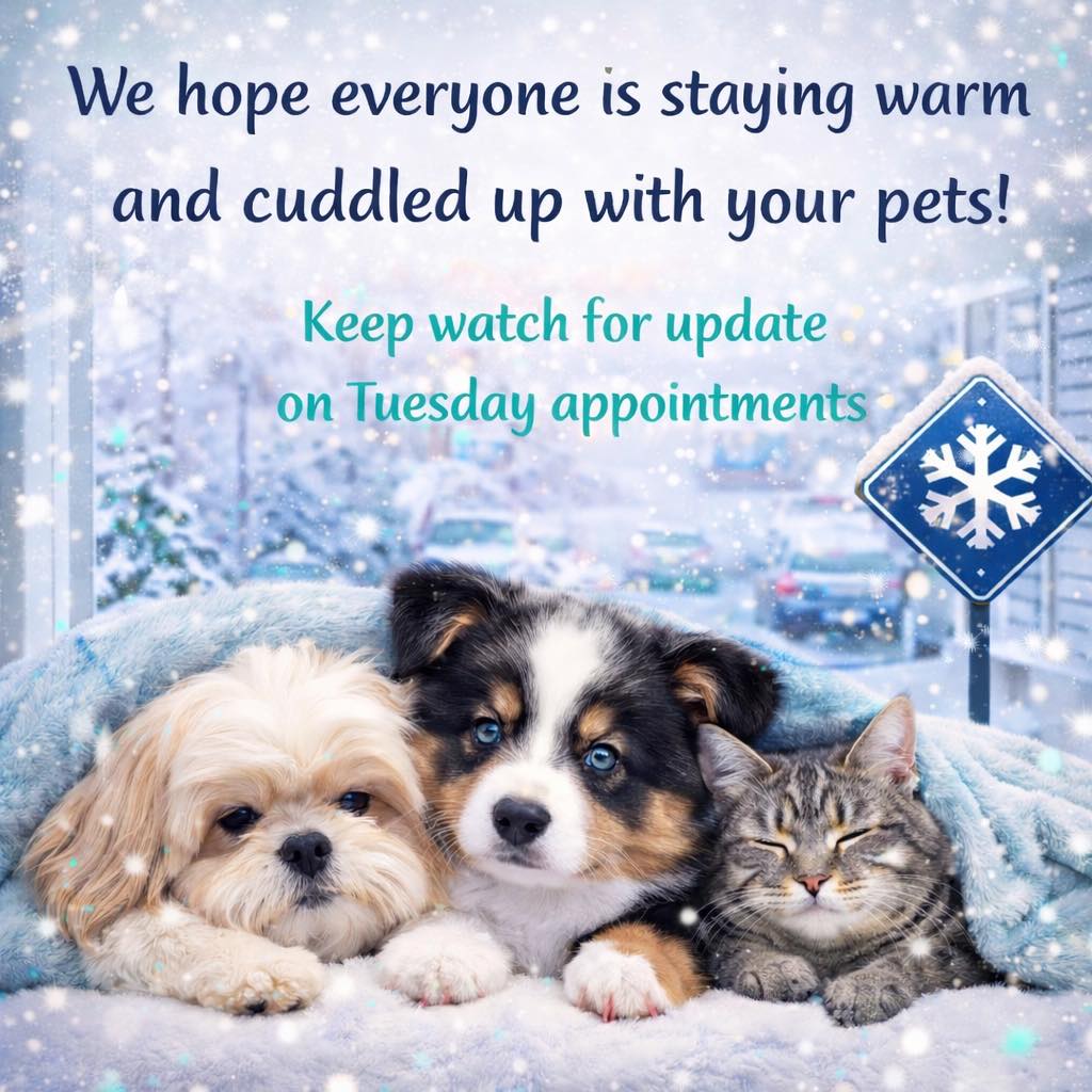 Forney Pet Spa Forney