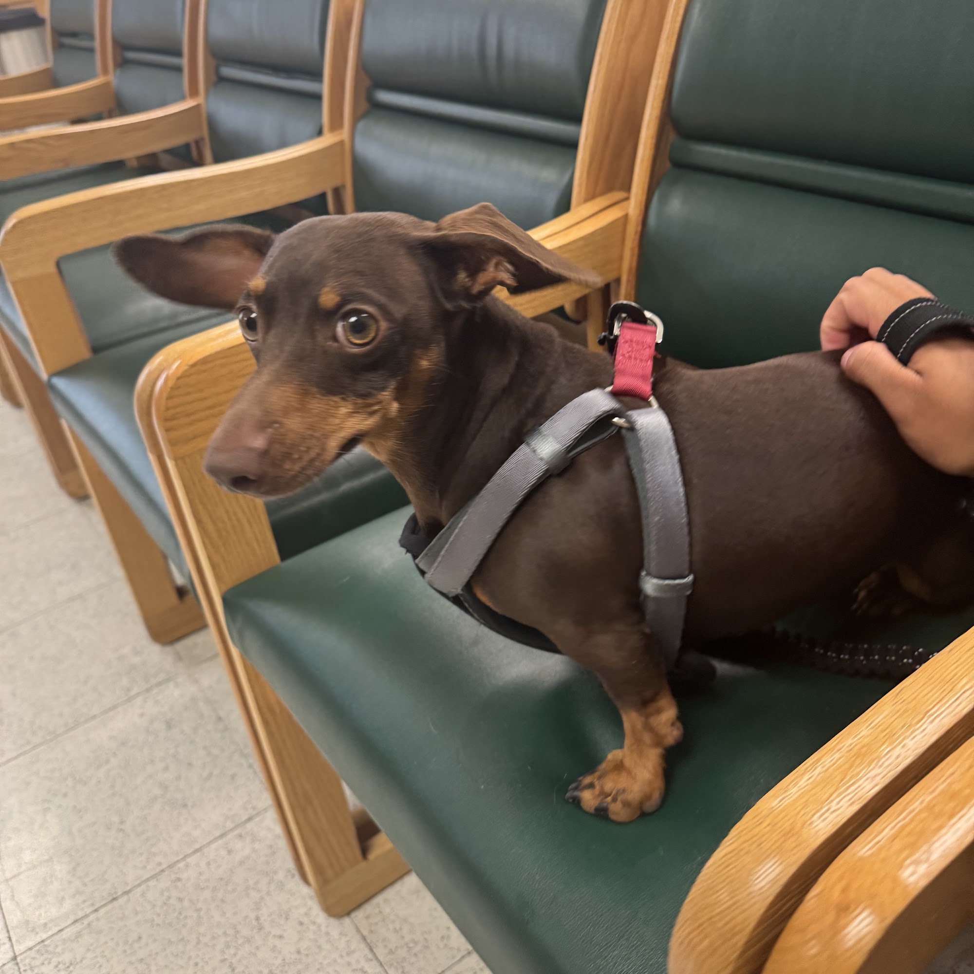 Fort Sam Houston Veterinary Clinic Fort Sam Houston