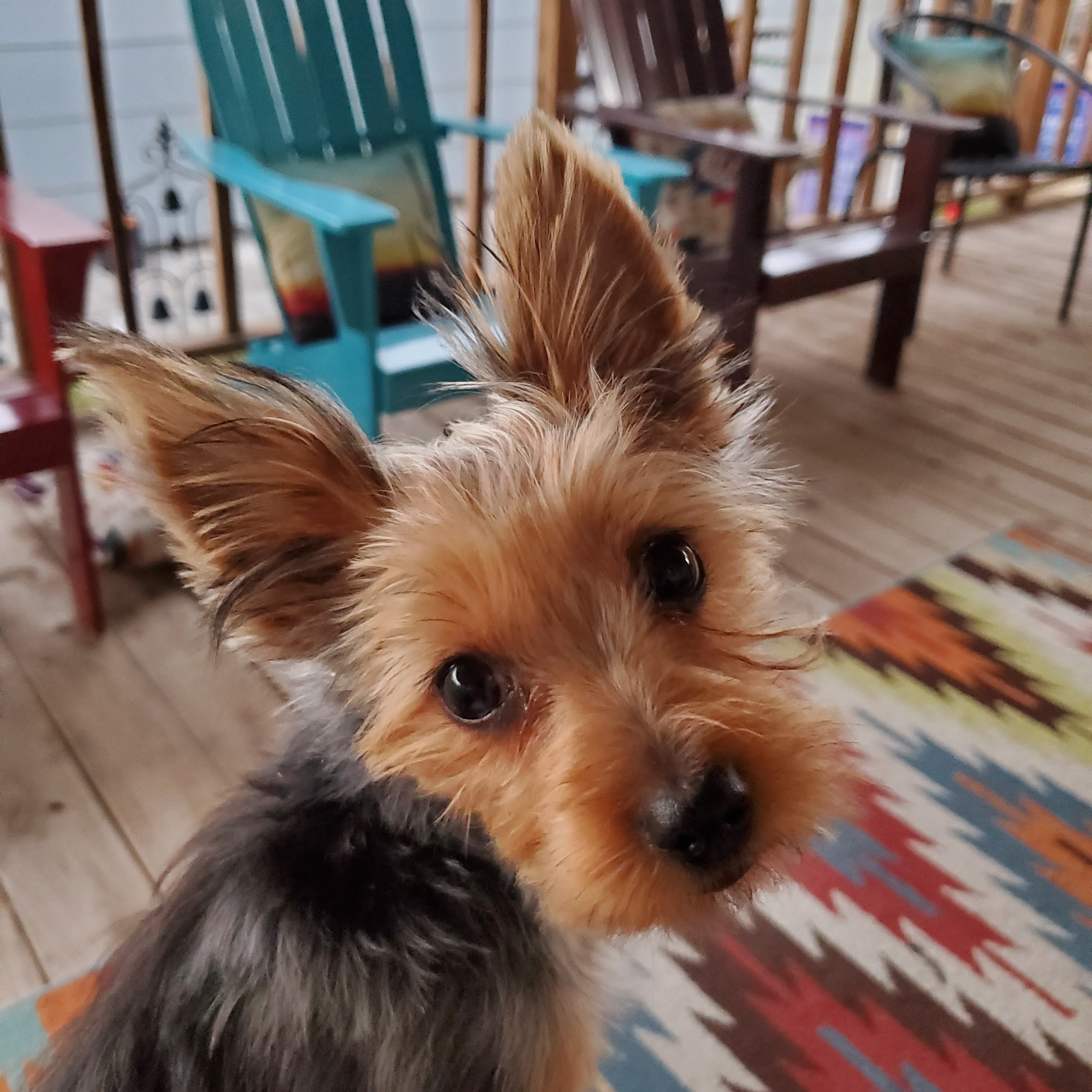 Animal Medical Clinic Fort Stockton