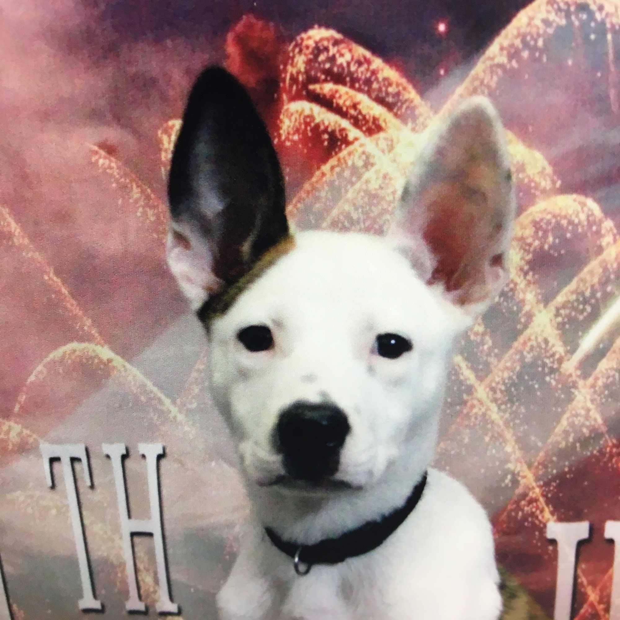 Harris Parkway Animal Hospital Fort Worth