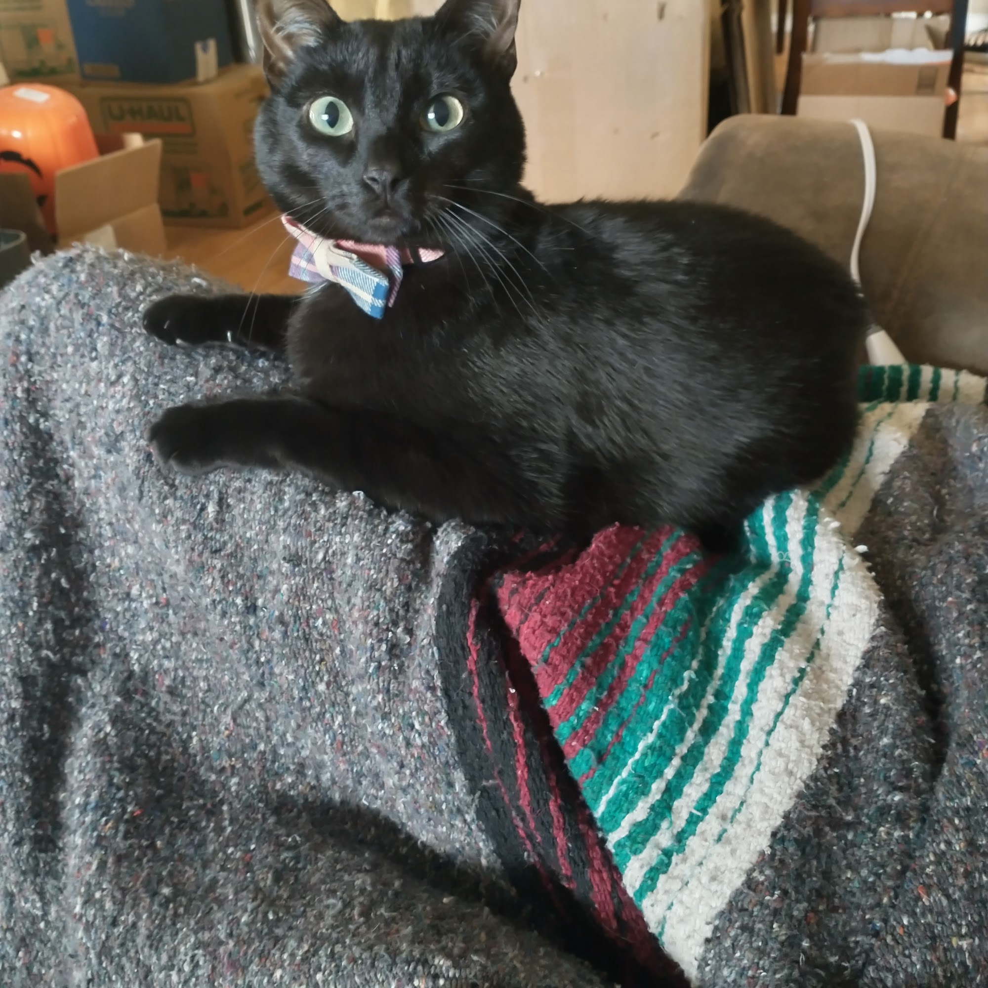 Dallas Veterinary Surgical Center (DVSC) - Fort Worth Fort Worth