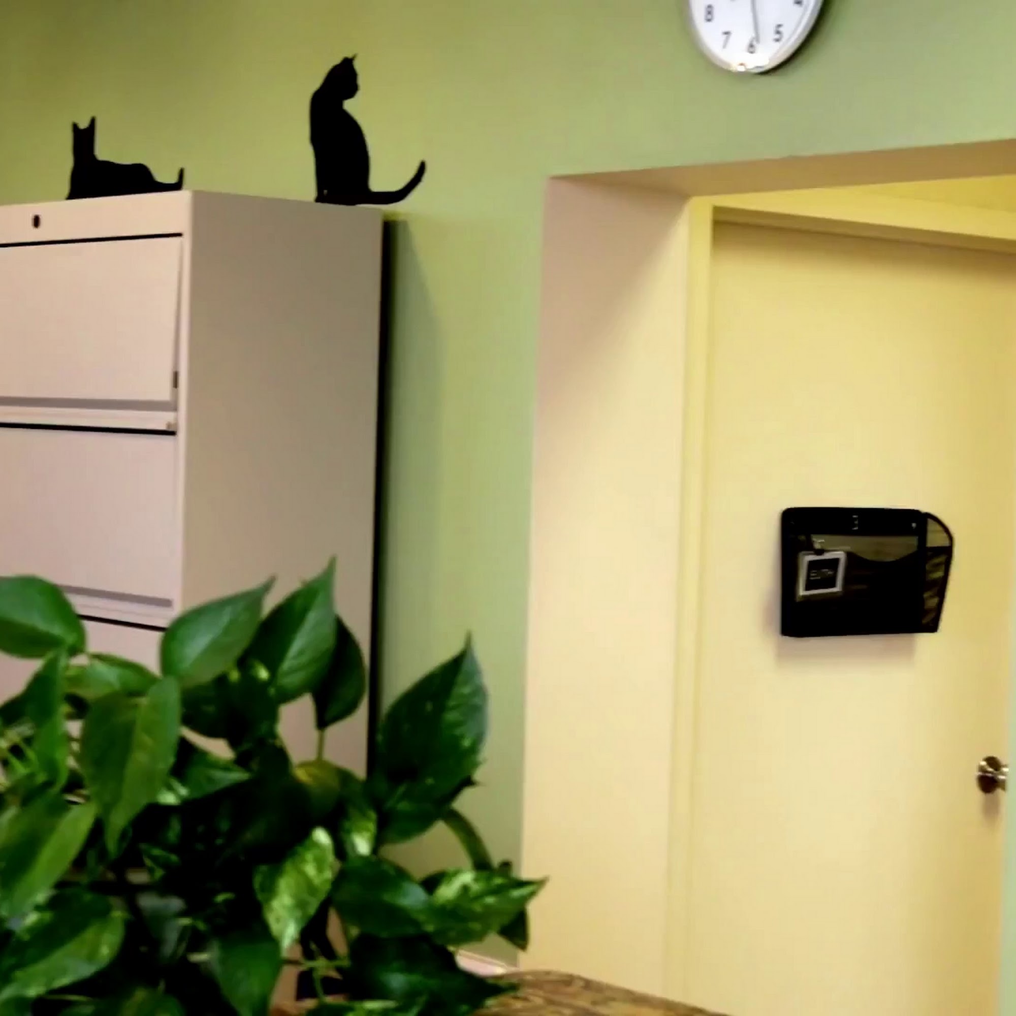 The Cat's Meow Veterinary Hospital Fort Worth