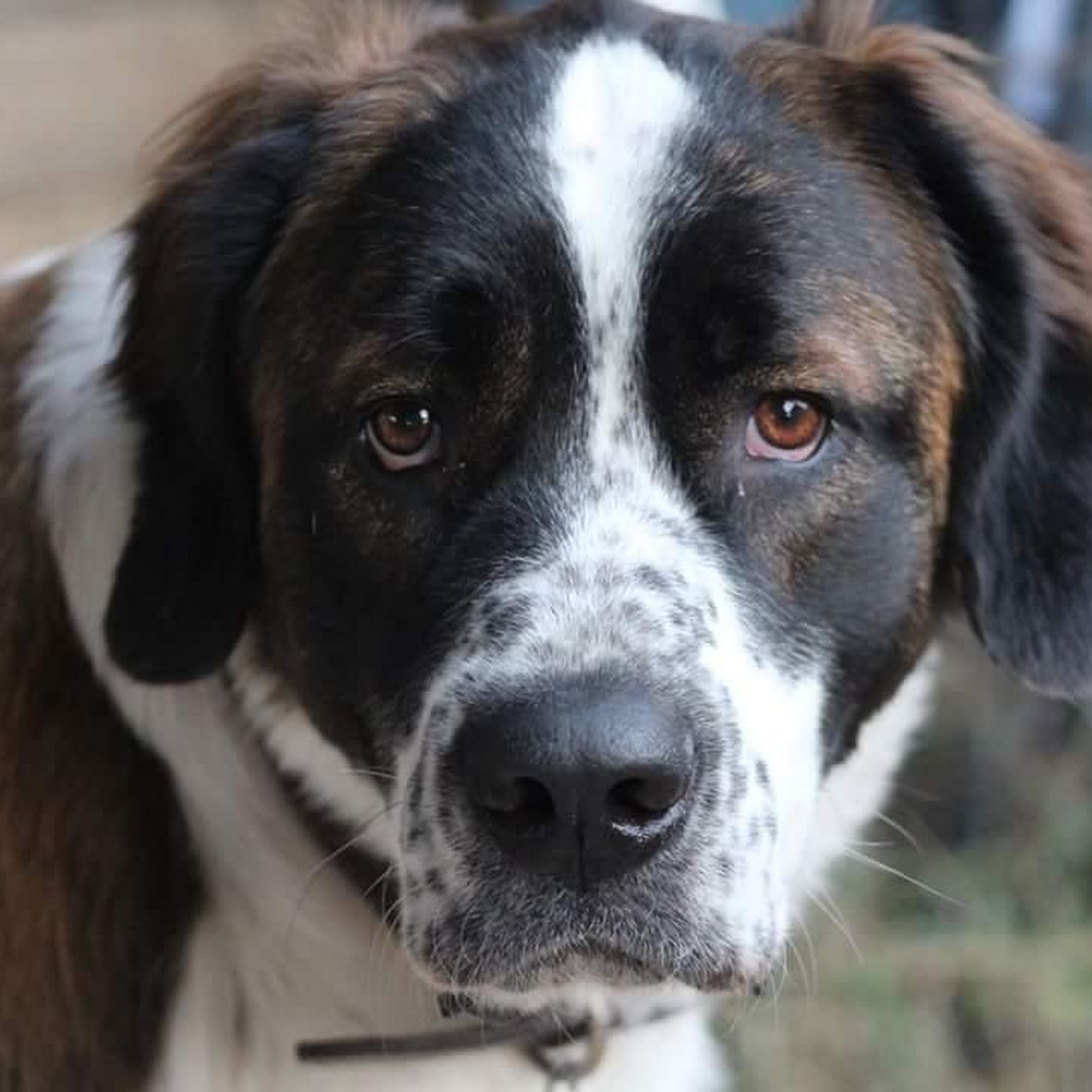 Watauga Animal Hospital Fort Worth