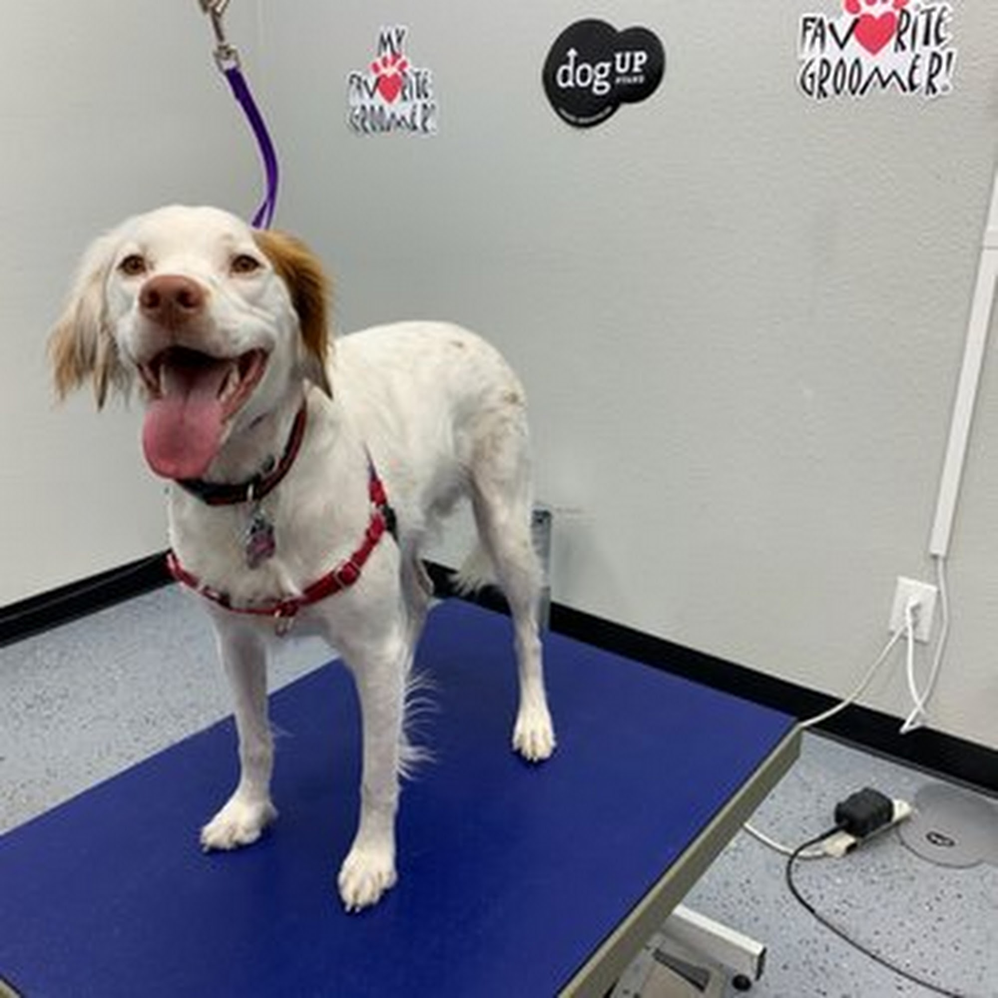 My Favorite Groomer LLC Fort Worth