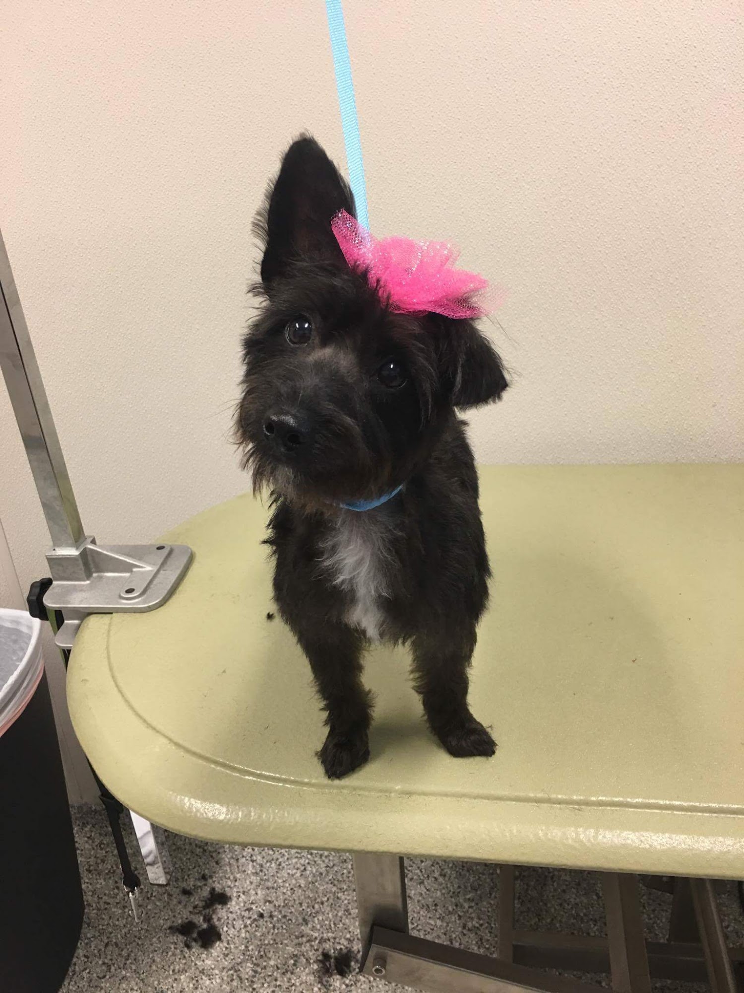 Resort for Pets Haslet Fort Worth