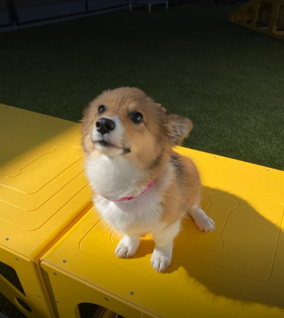 PetSuites Chisholm Trail Fort Worth