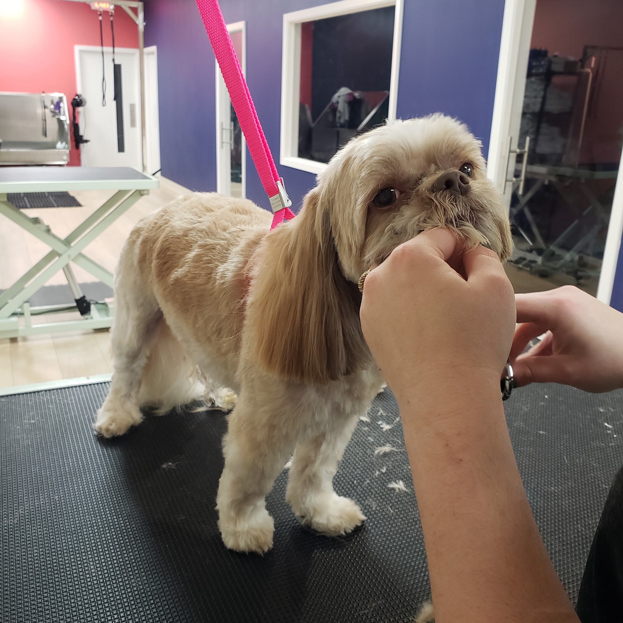 Well Groomed Pets Fort Worth Fort Worth