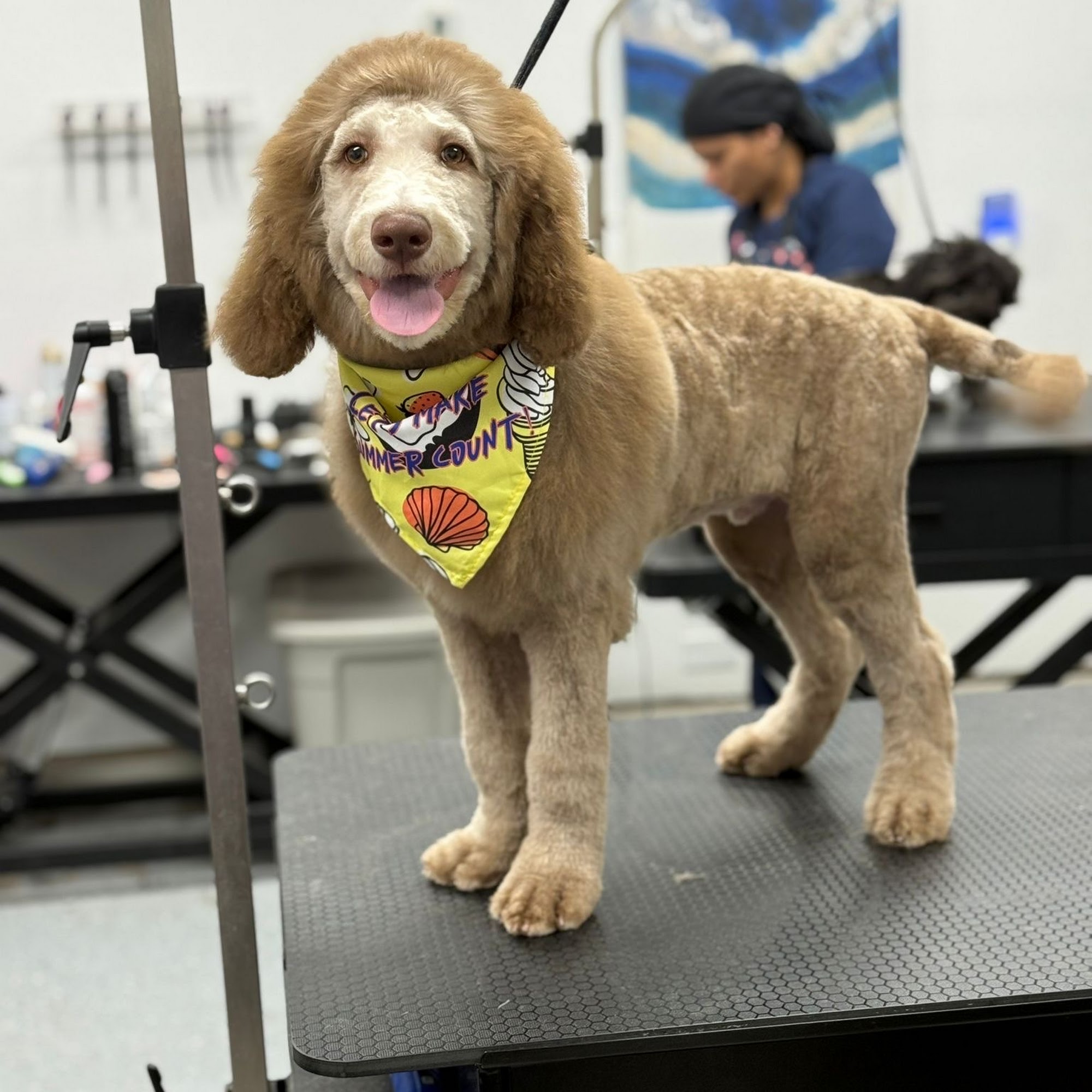 Gizmo Pet Services Fort Worth