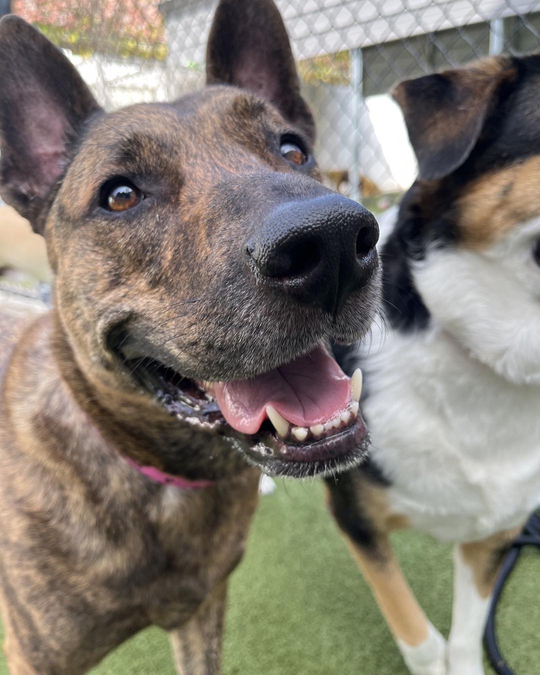 PetSuites Alliance Fort Worth