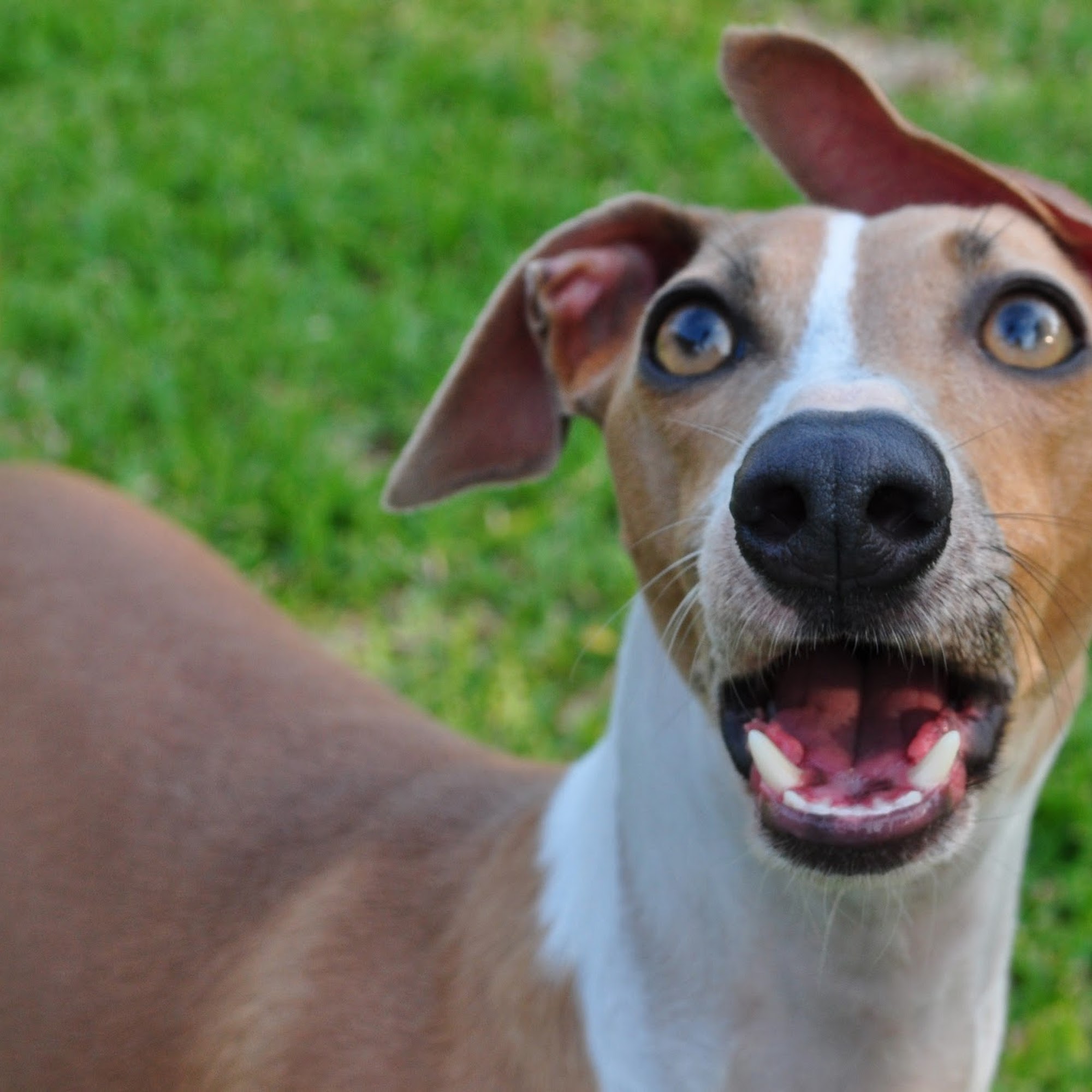 Texas Veterinary Ophthalmology Fort Worth