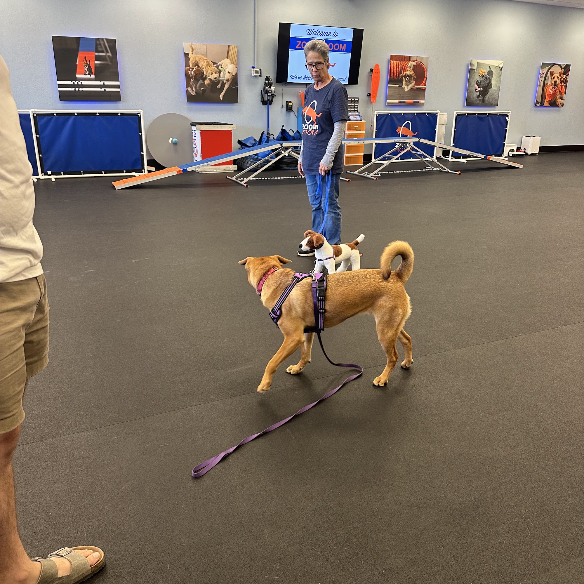 Zoom Room Dog Training Fort Worth