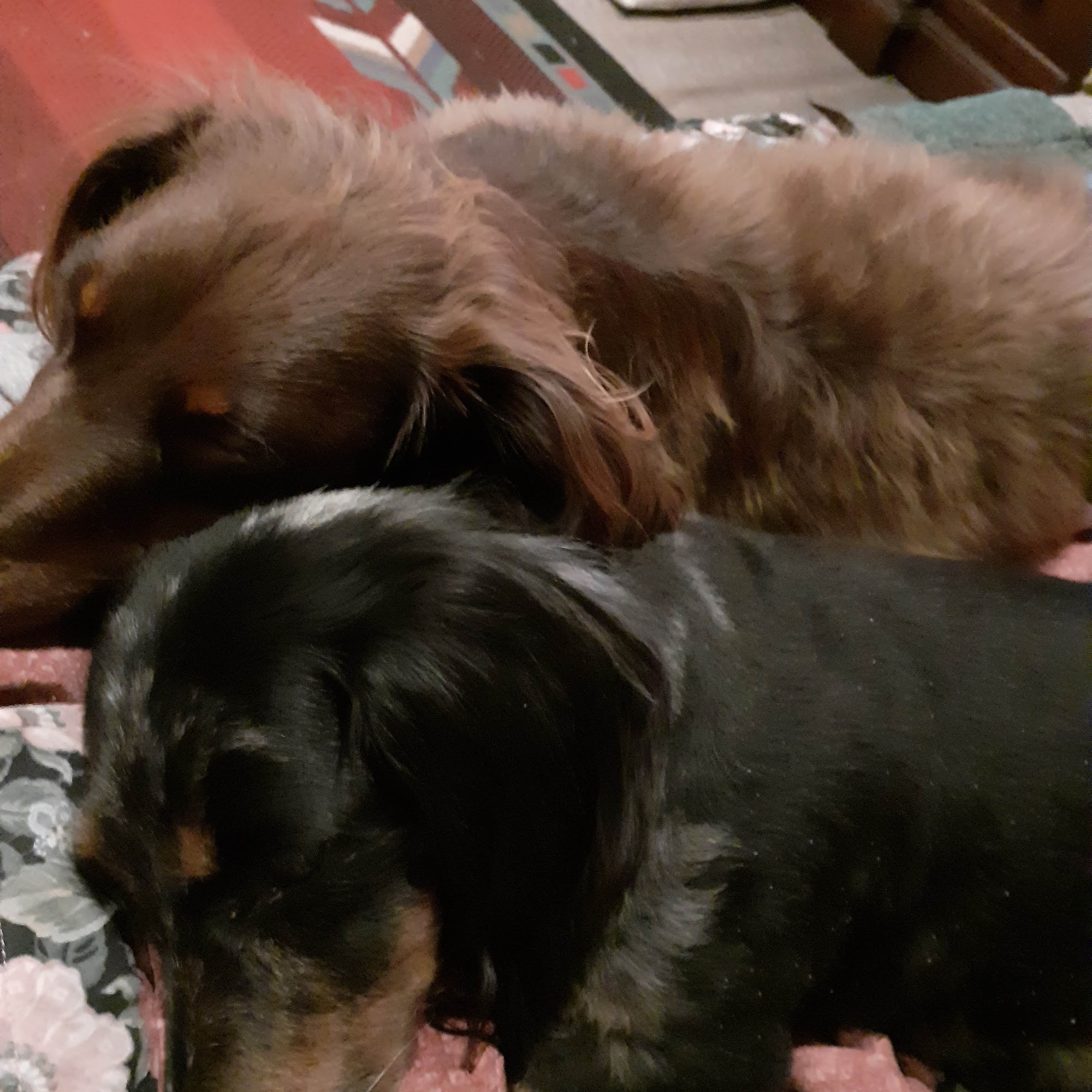 Dr. James Brown, DVM Frankston