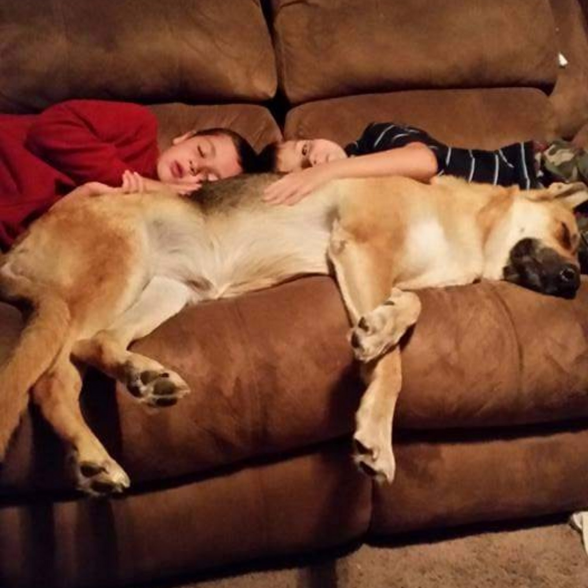 Pilmer Amy Jo DVM 2257 Hwy 16S, Fredericksburg Texas 78624