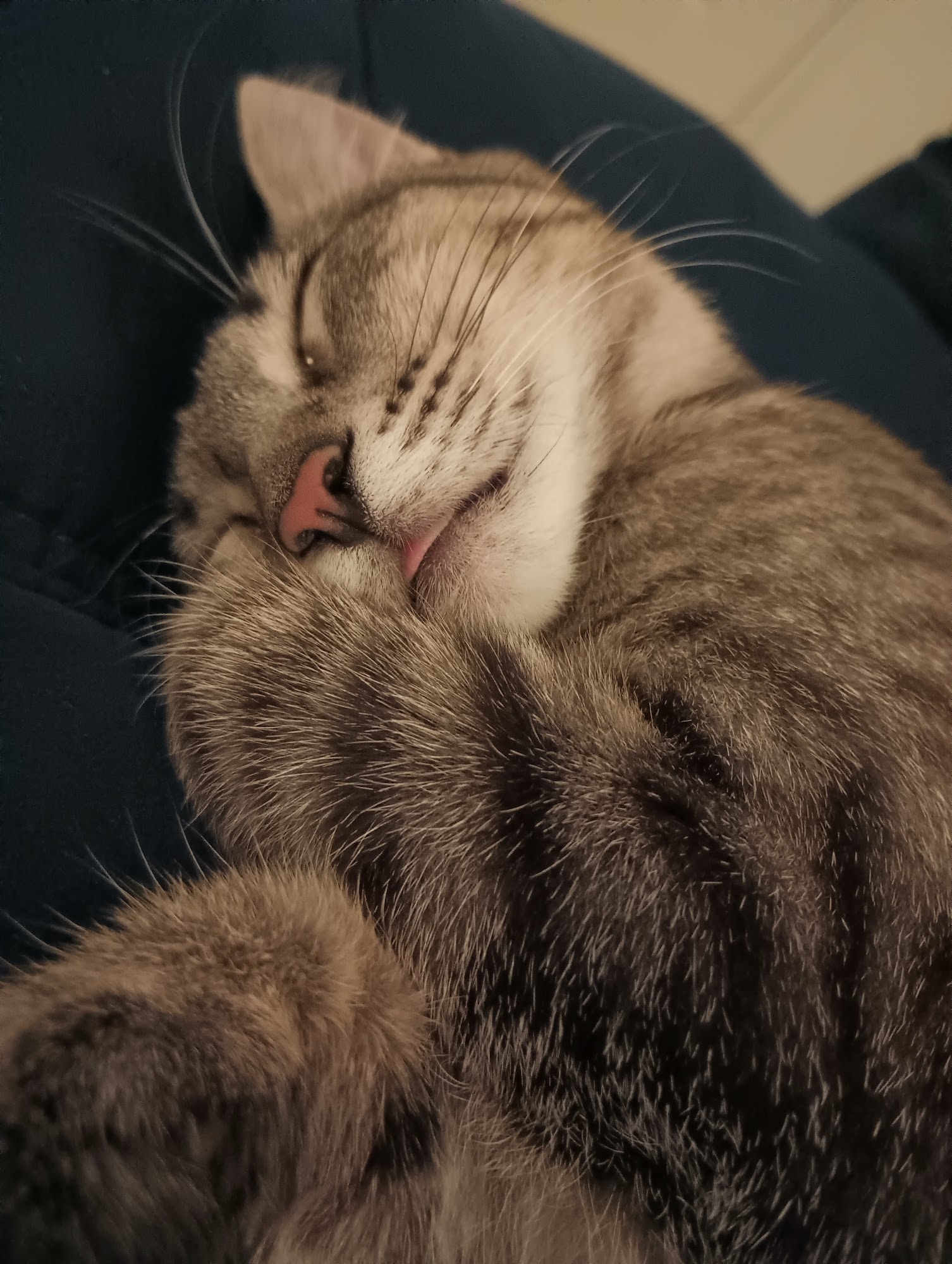 Pedernales Veterinary Center Fredericksburg