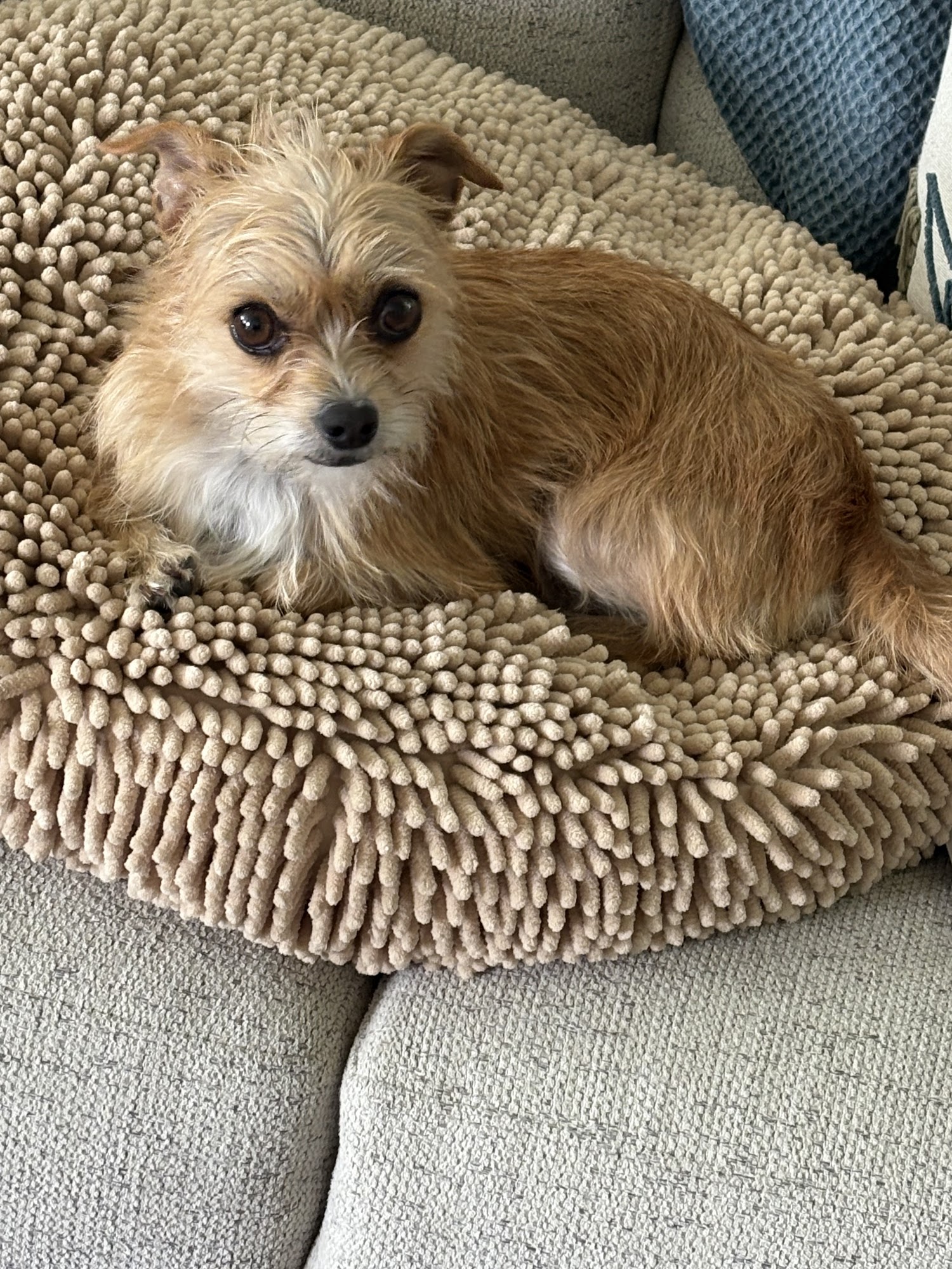 Hill Country SPCA Fredericksburg