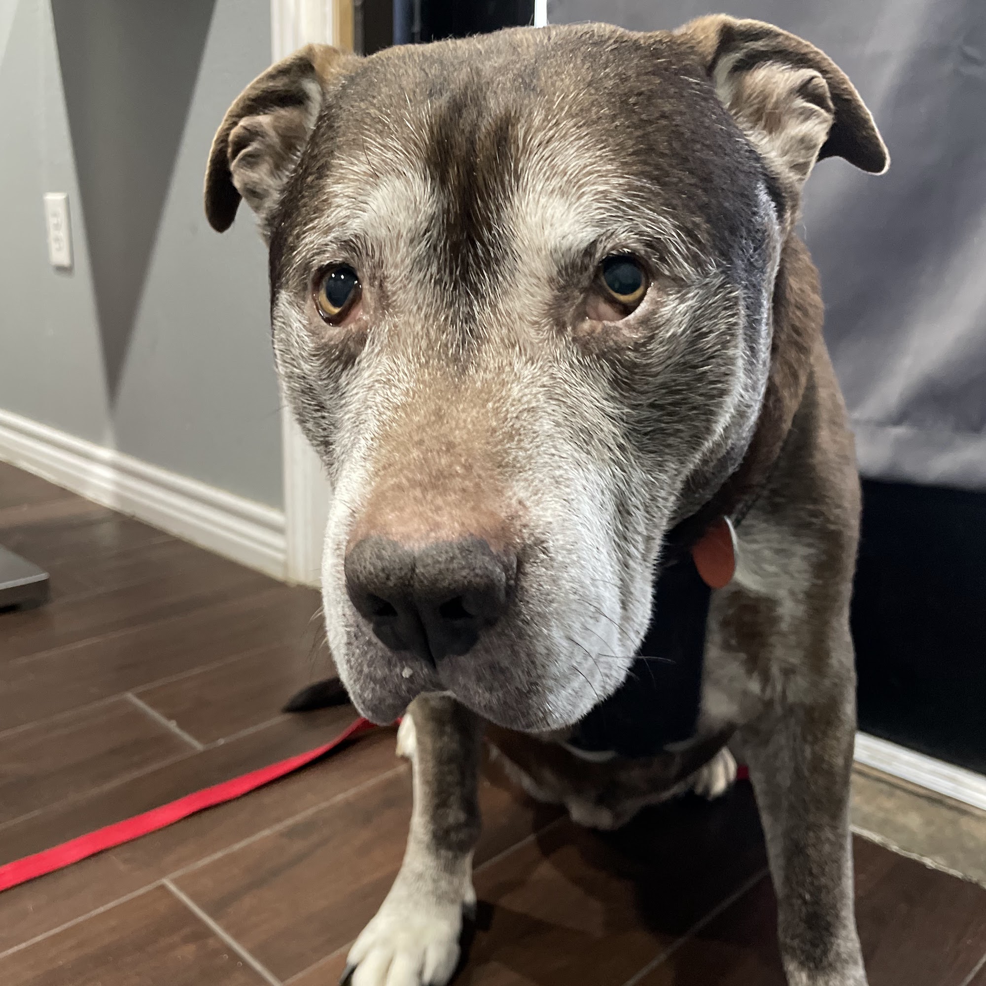 Freeport Veterinary Medical Center Freeport