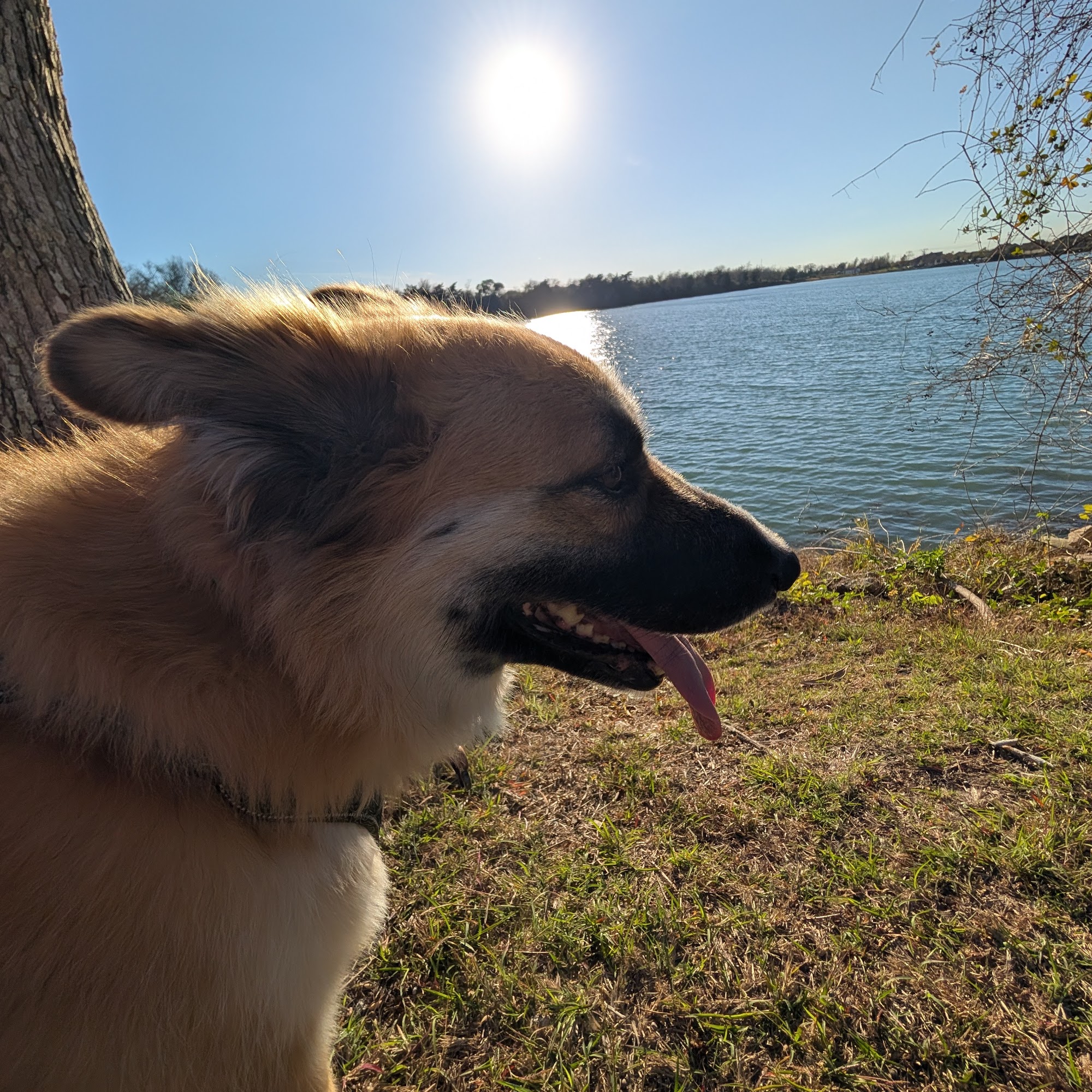 Friendswood Animal Clinic Friendswood