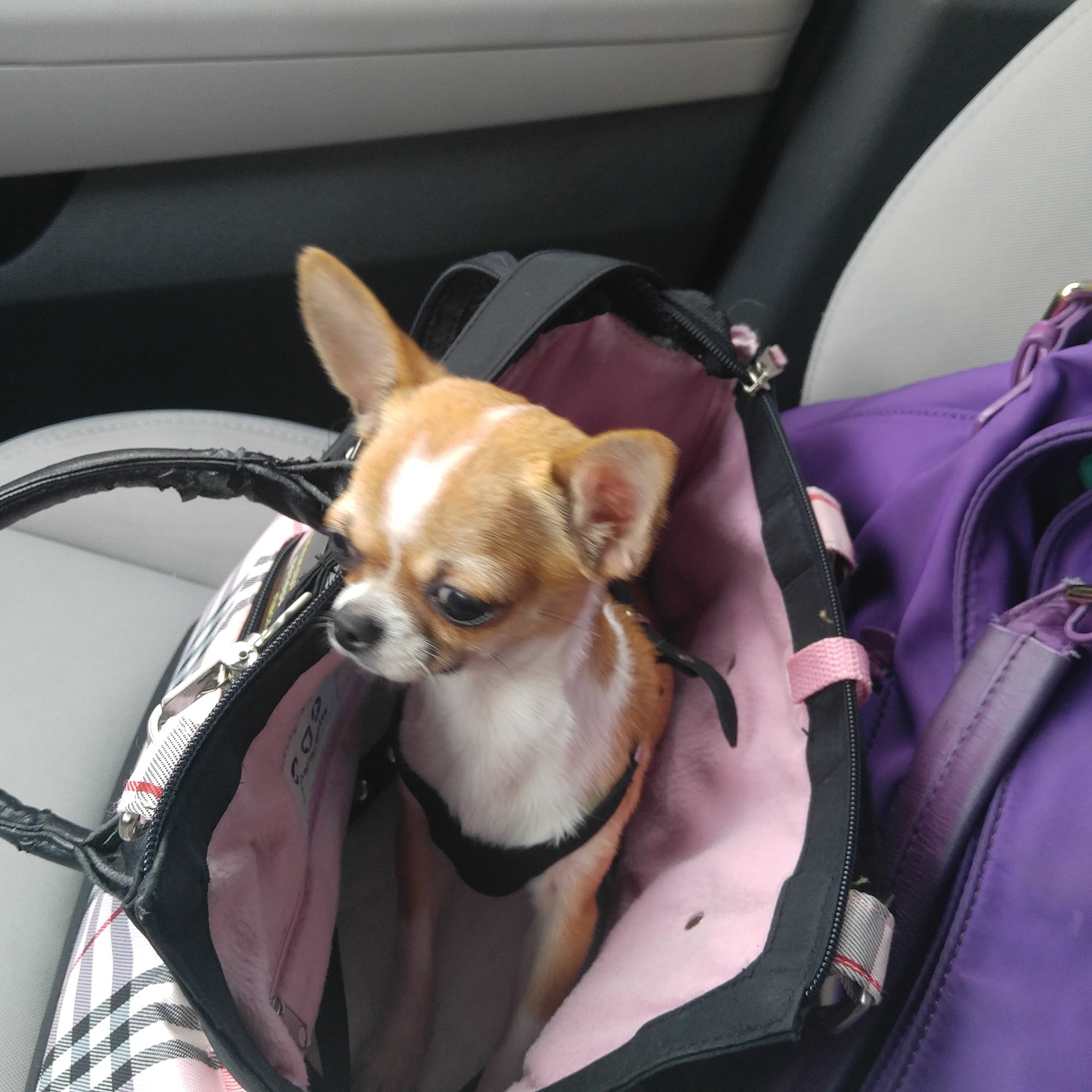 Family Animal Hospital of Friendswood Friendswood