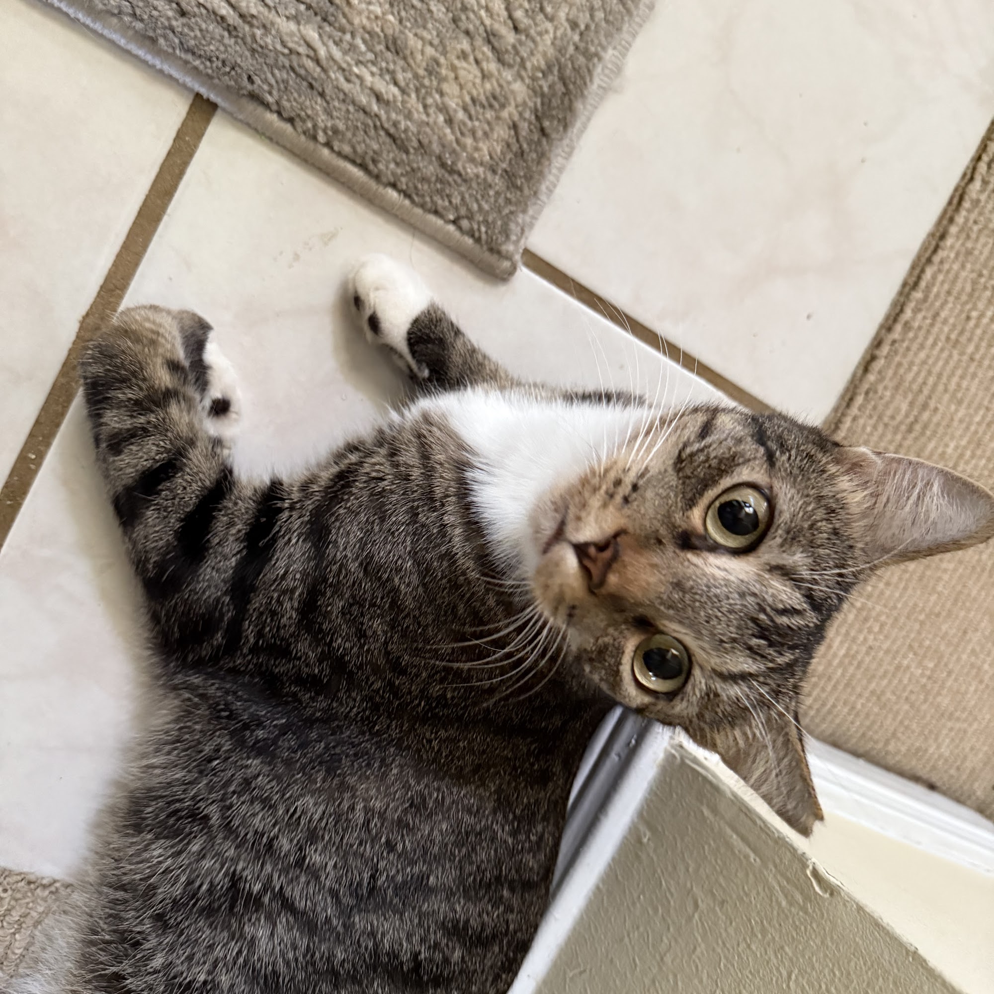 Parkwood Animal Hospital & Boarding Friendswood