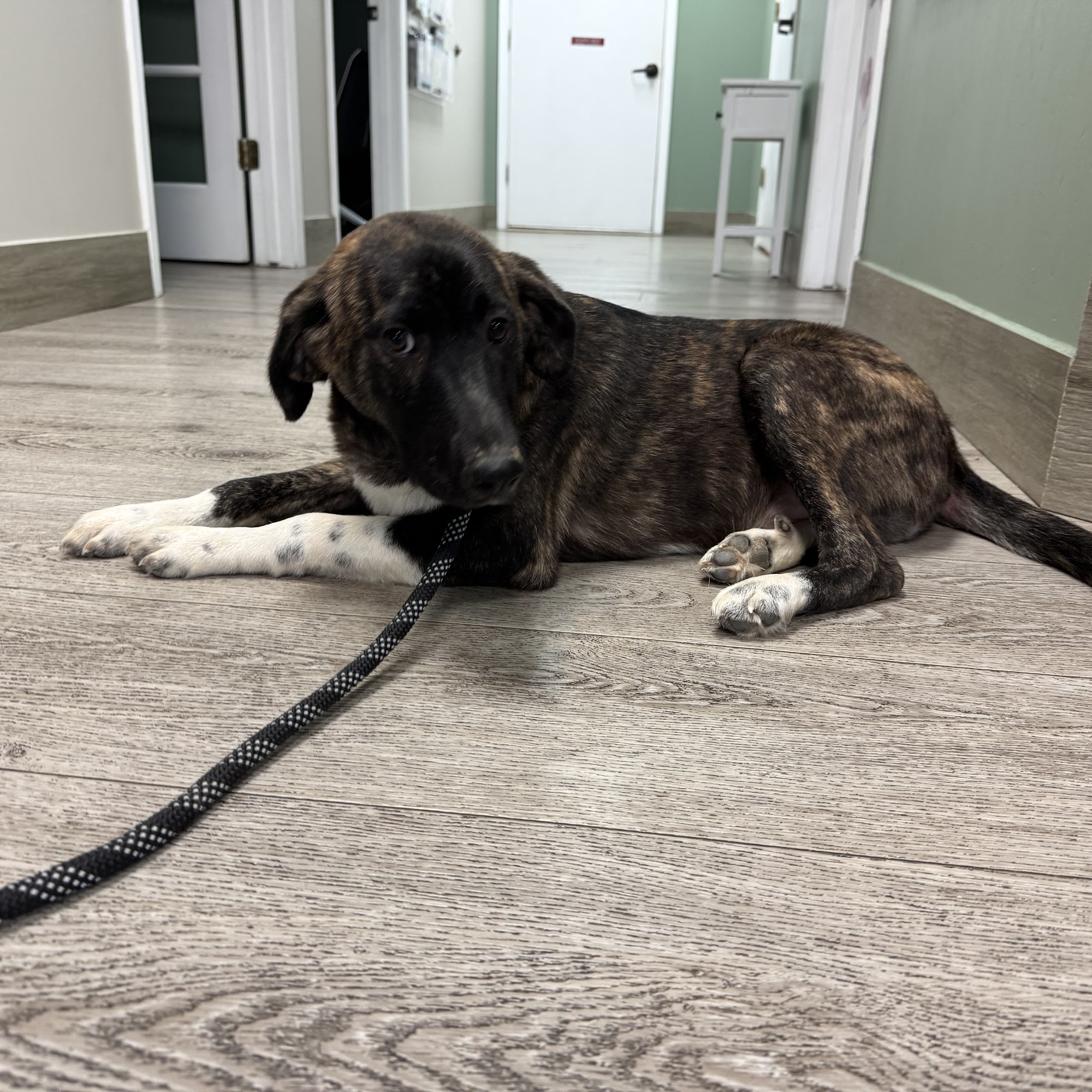 Alvin-Friendswood Veterinary Center Friendswood