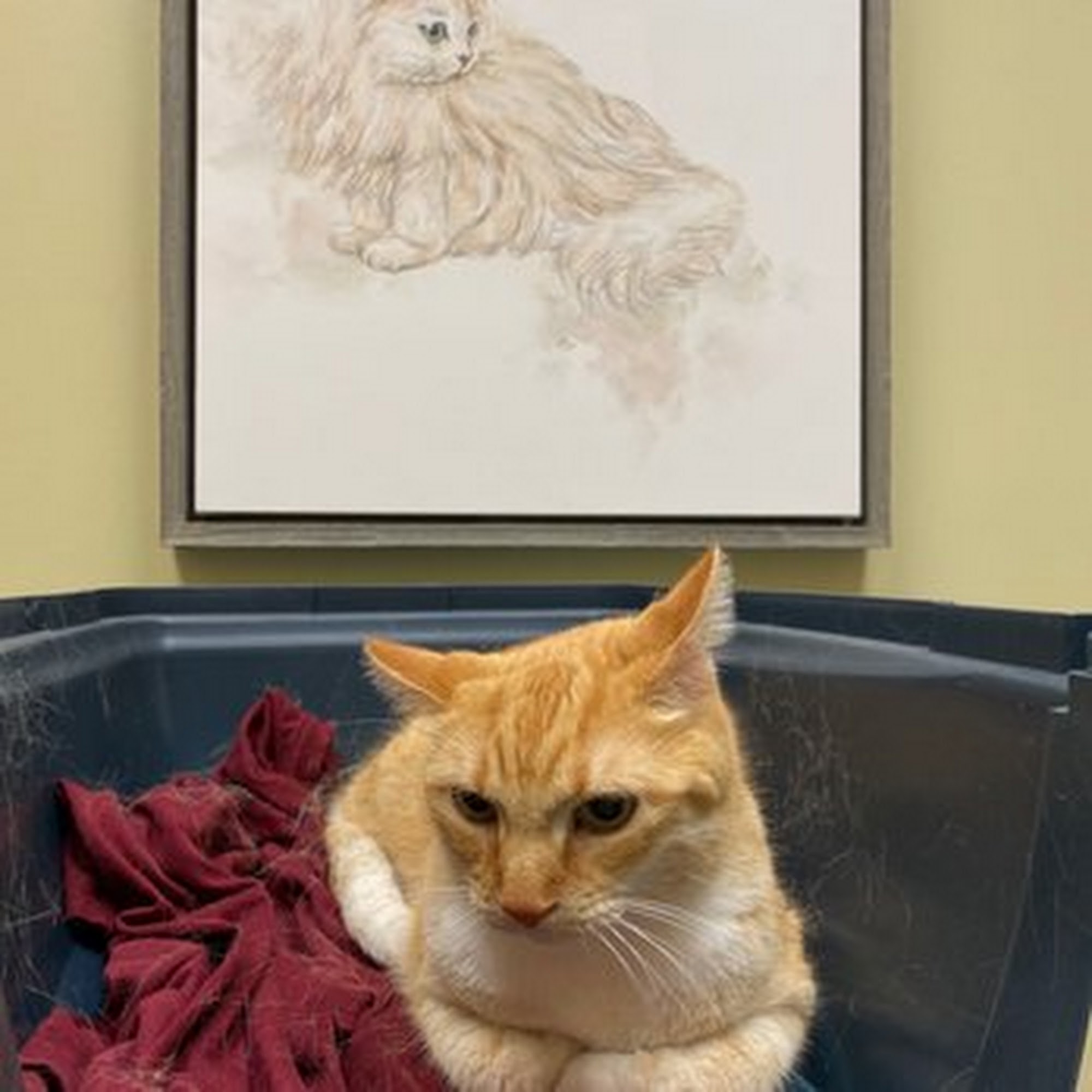 Stonebrook Family Pet Clinic Frisco