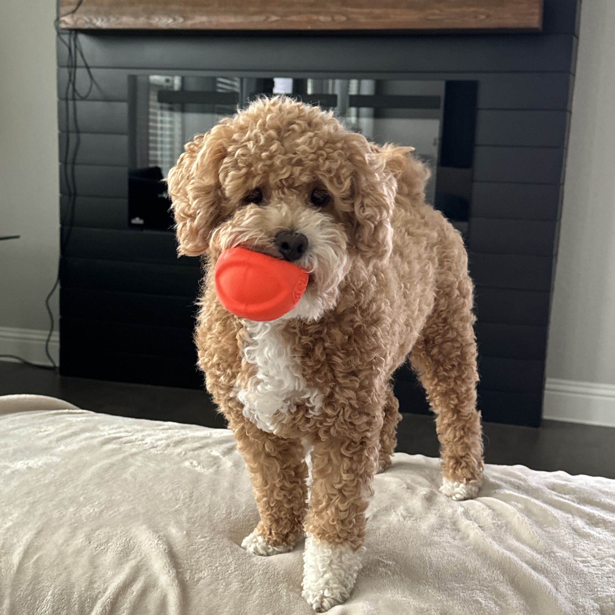 Frisco West Animal Medical Center Frisco