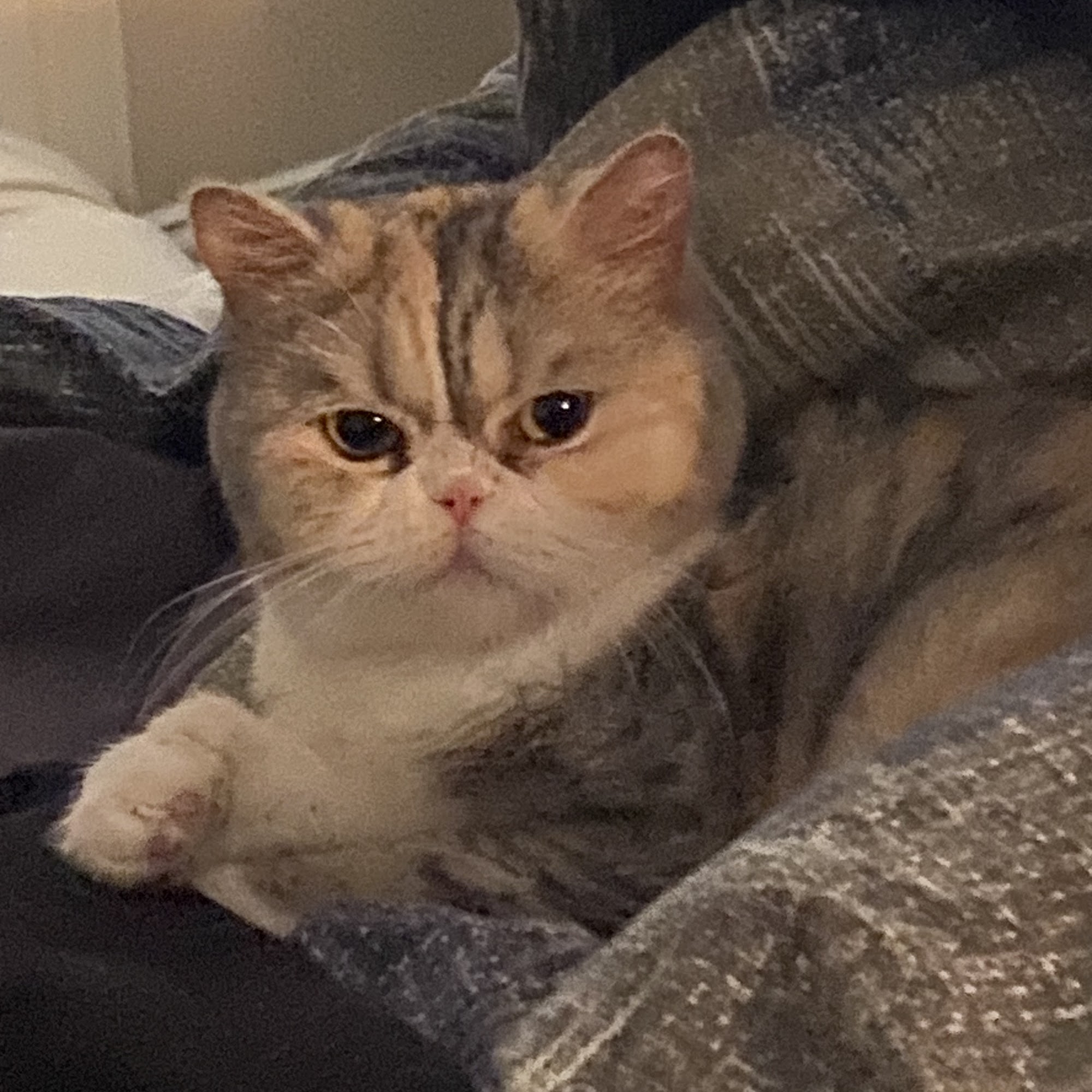 Blackstone Animal Hospital Frisco