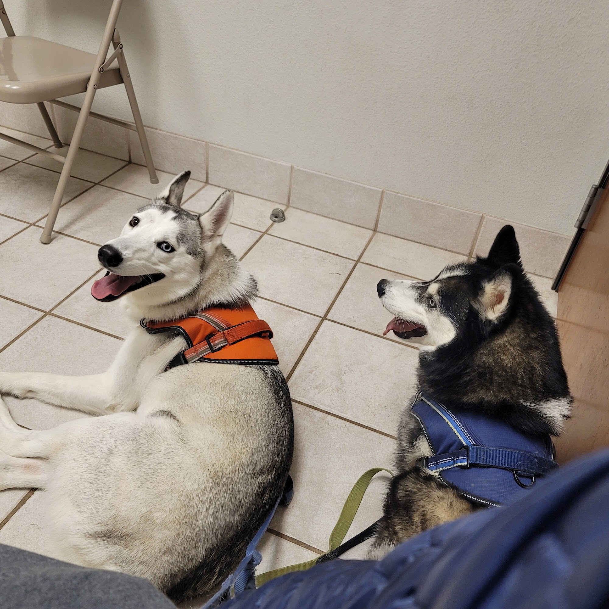 Plantation Pet Health Center Frisco