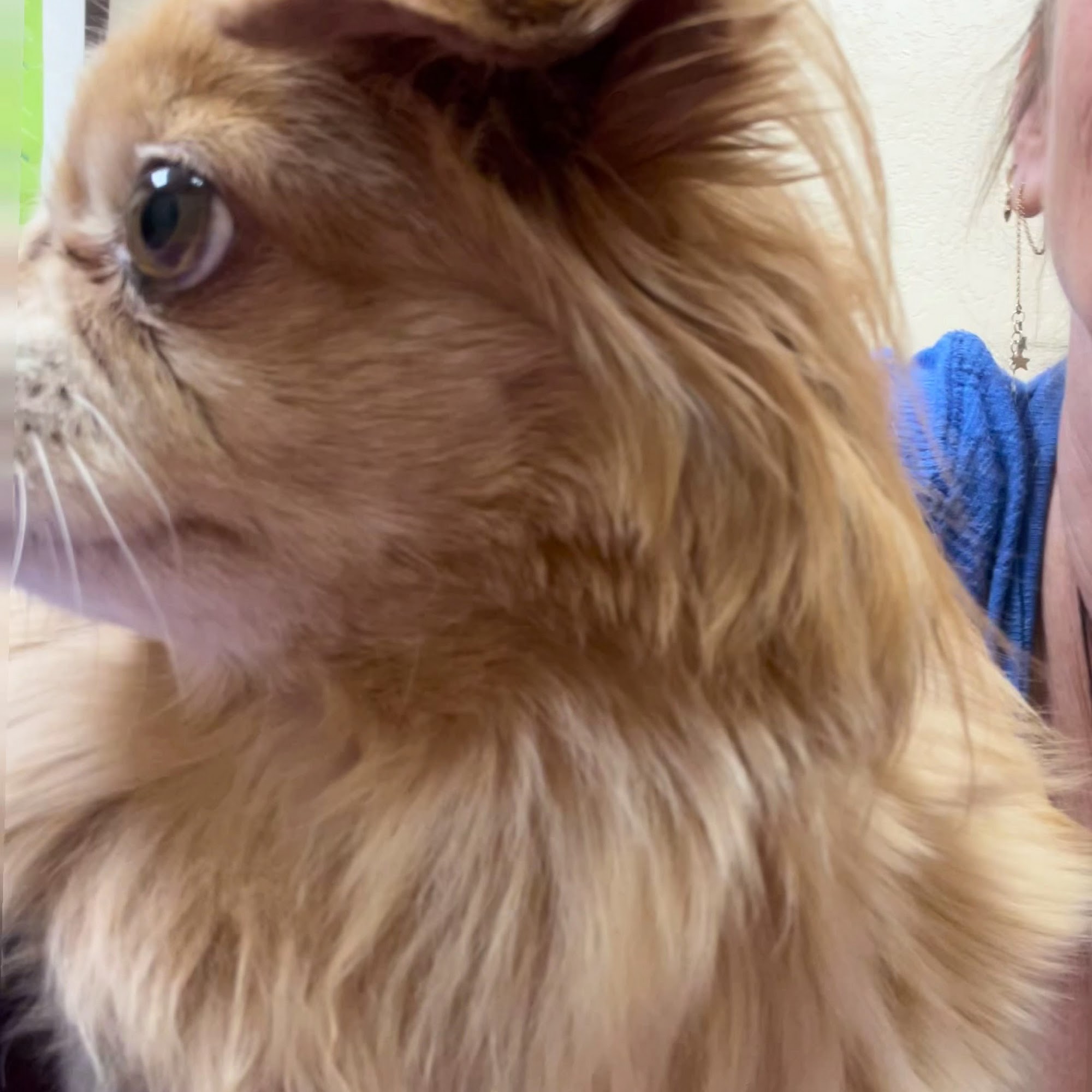 Animal Medical & Surgical Hospital of Frisco Frisco