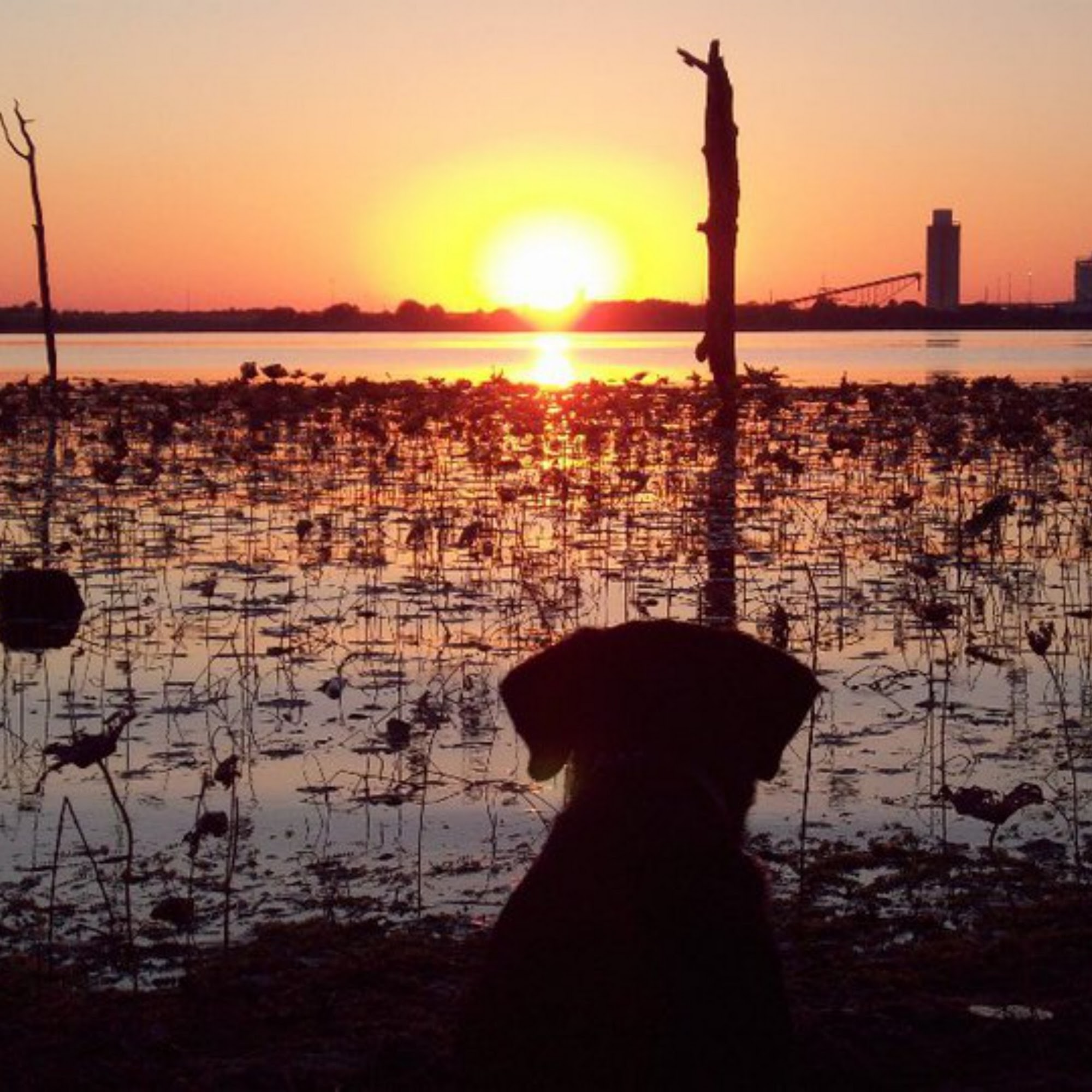 Animal Hospital of Frisco Frisco