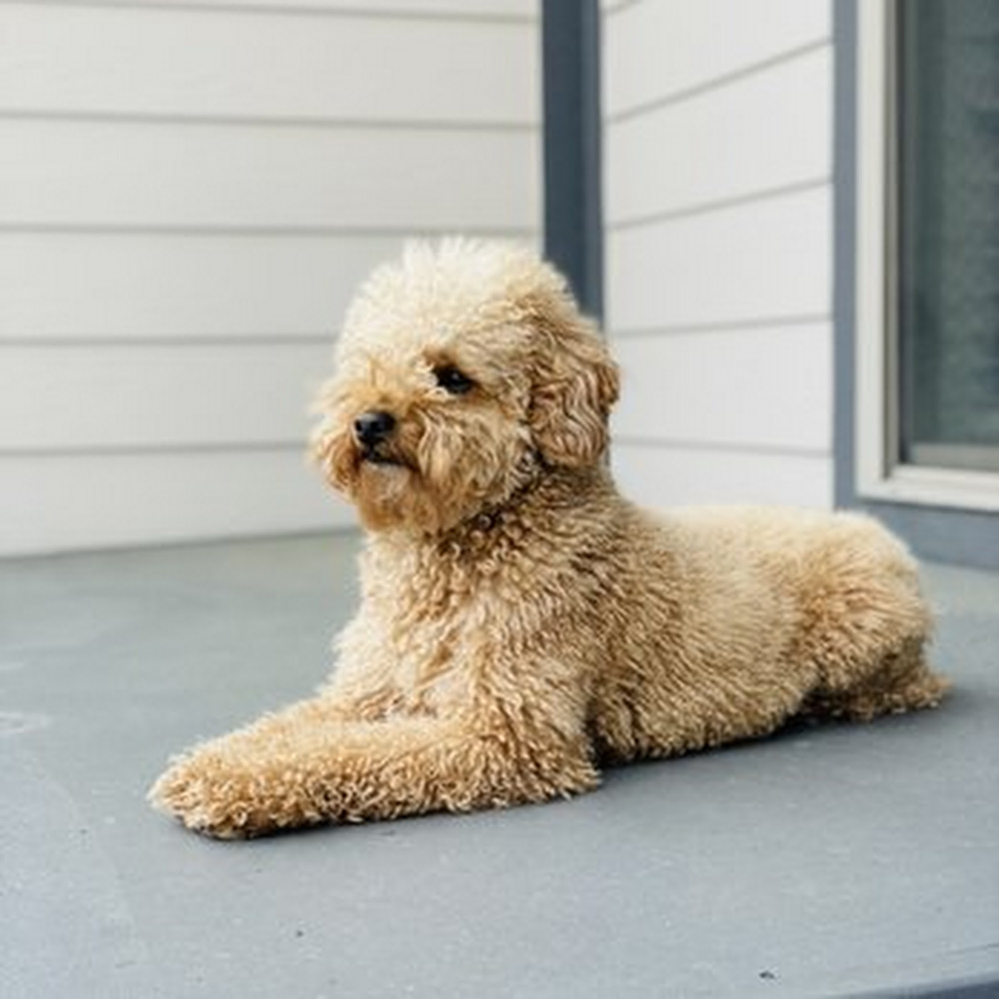 Classy K9 Cuts Frisco